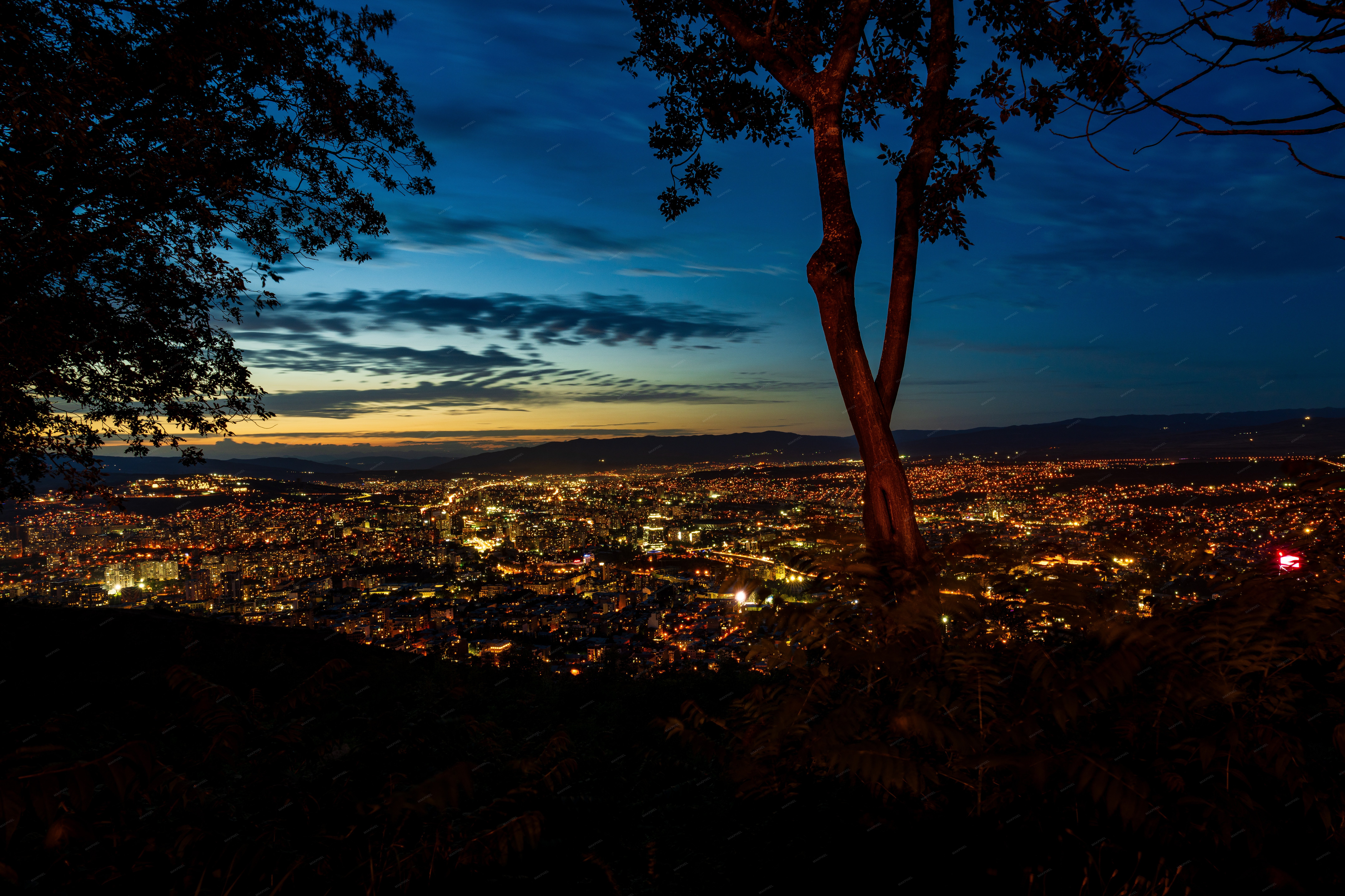 scenic nighttime view of a cityscape with a prominent tree - Full size view