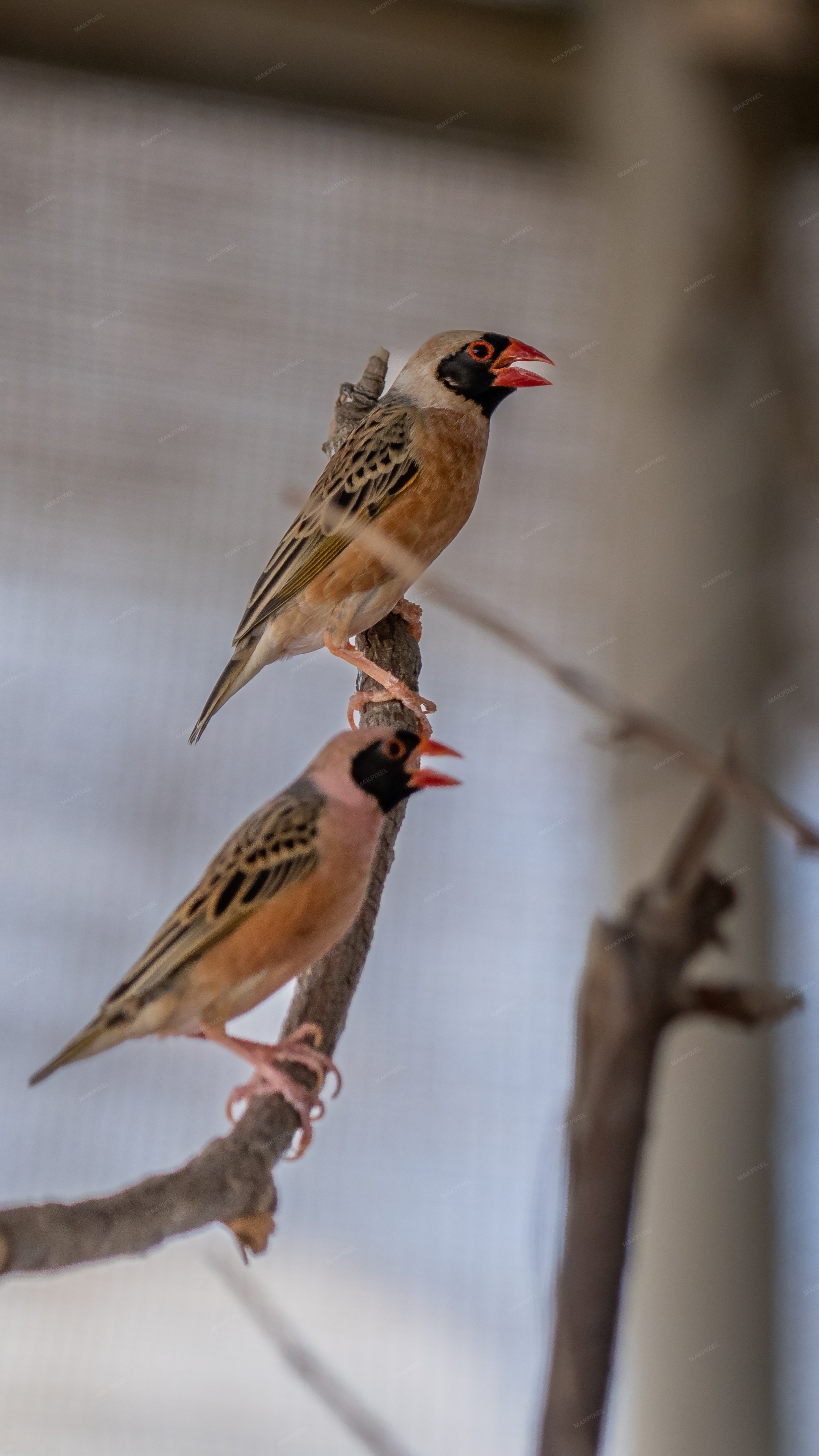 Professional Two Birds Sitting Wildlife Photography Stock Ph - Full size view