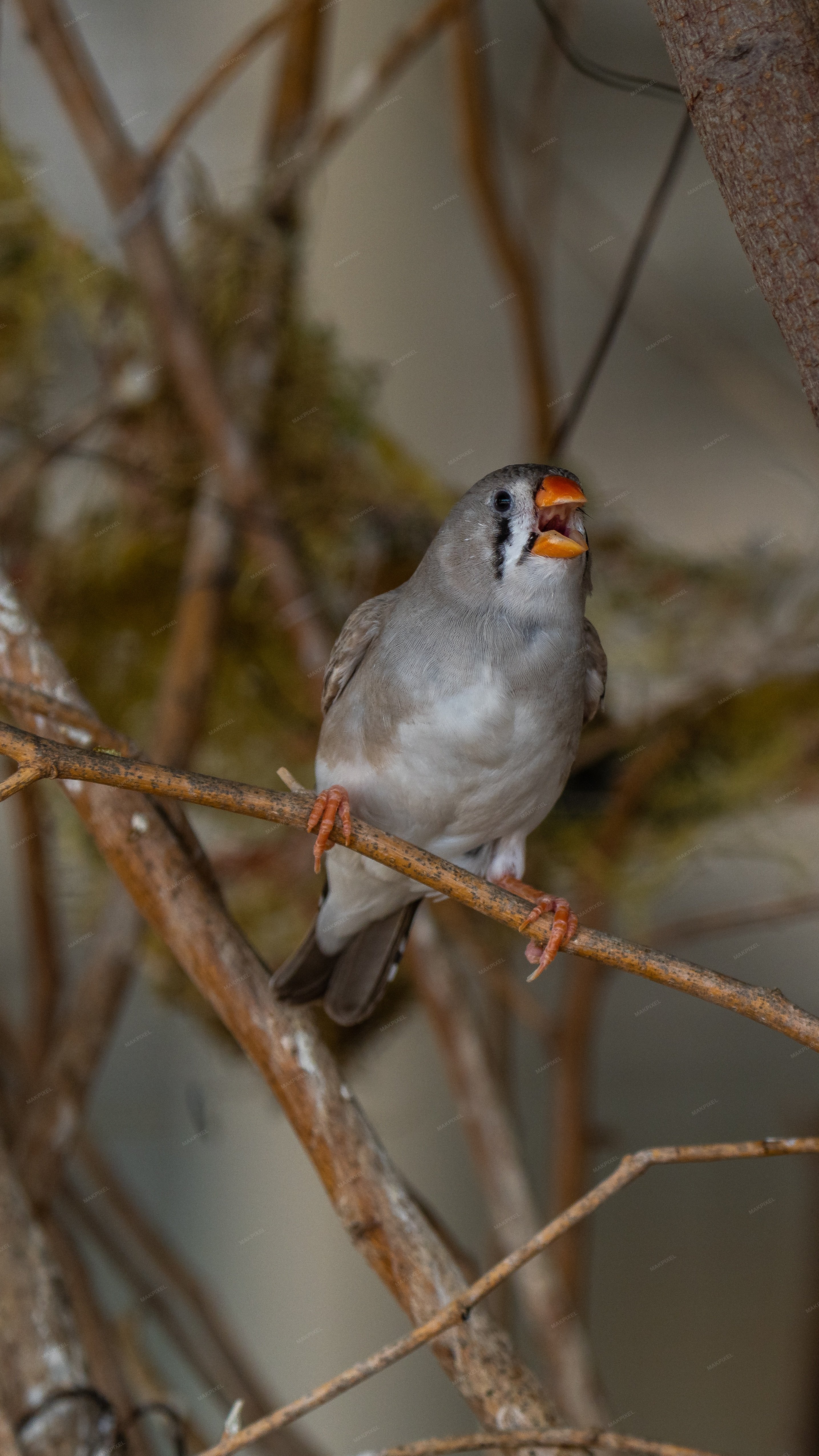 Siting Bird On Branch Tree Wildlife Stock Photo - Full size view