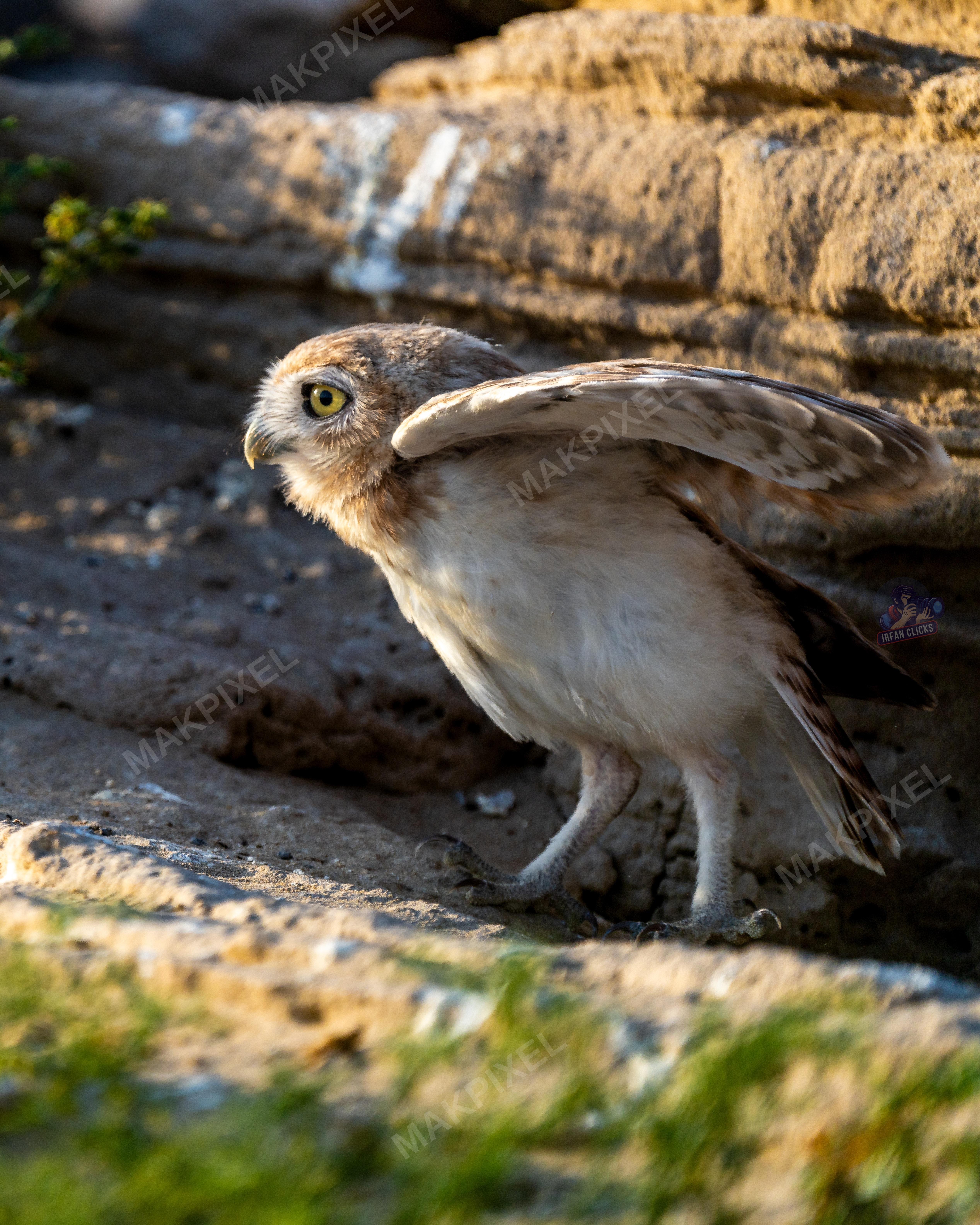 Burrowing Owl Perched on Rock, UAE – Wildlife Portrait - Full size view