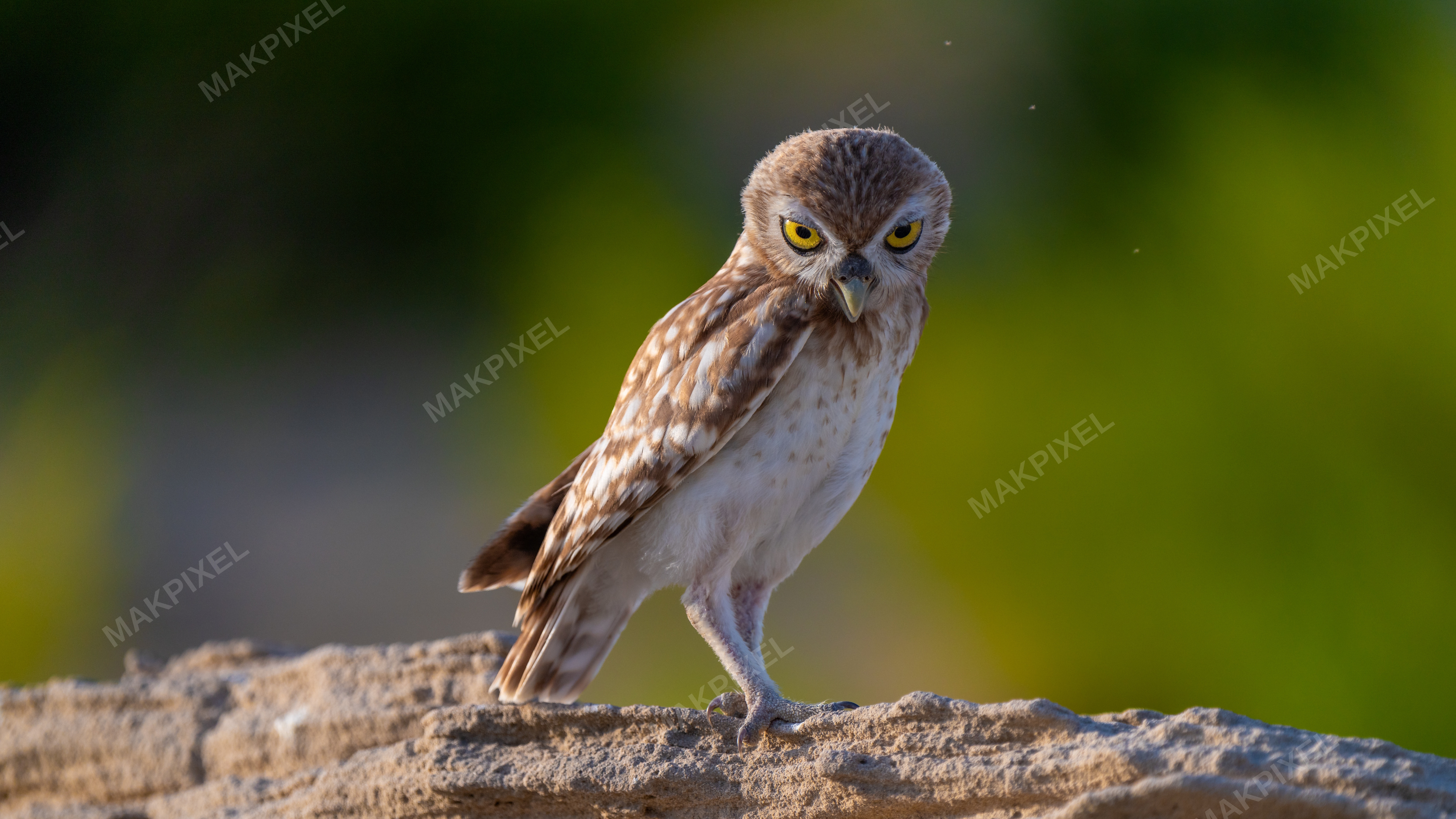 Rock Bird Perched Rock. Bird Appears Owl, Characterized - Full size view