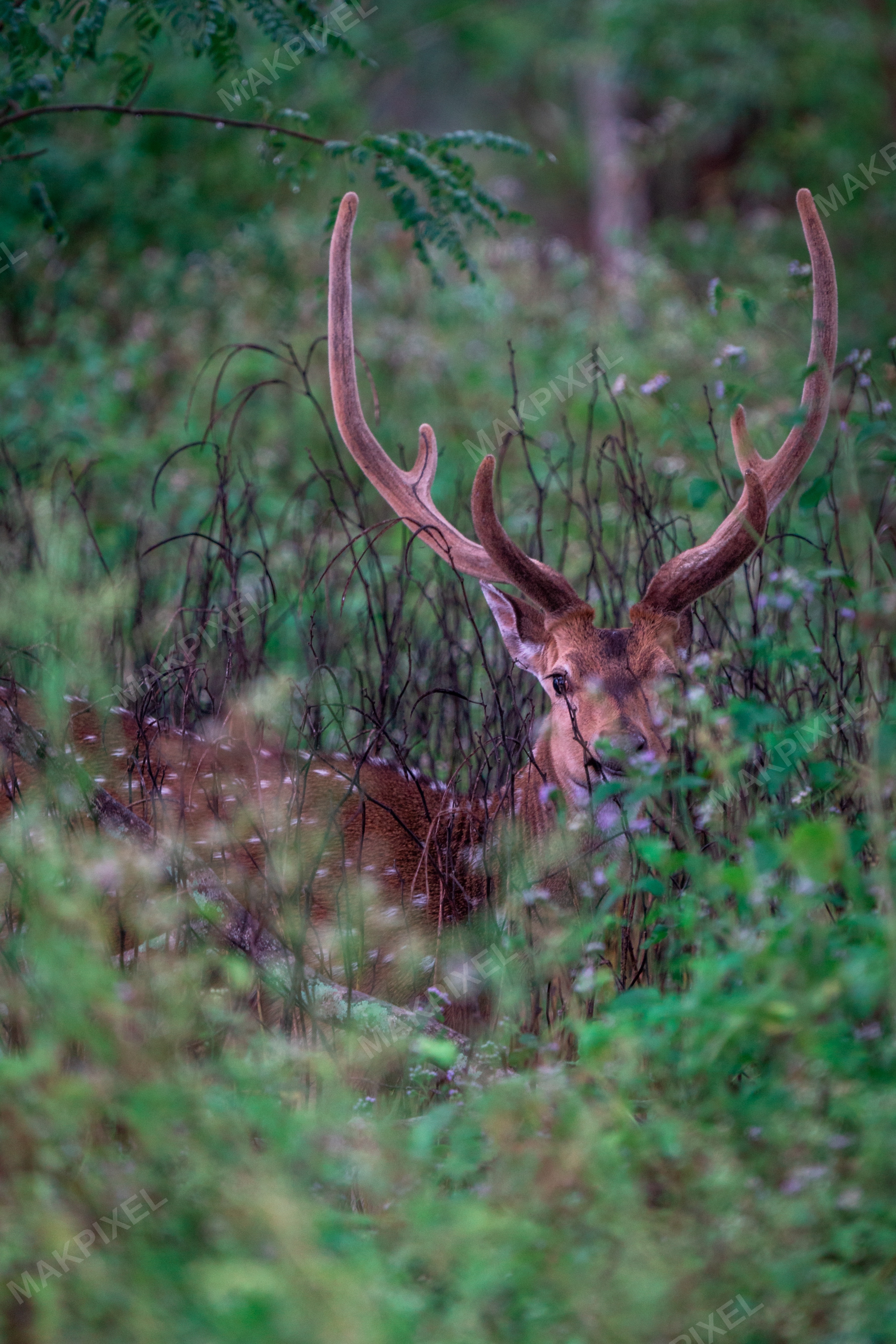 Camouflaged Spotted Deer in Forest, Masinagudi Mudumalai - Full size view