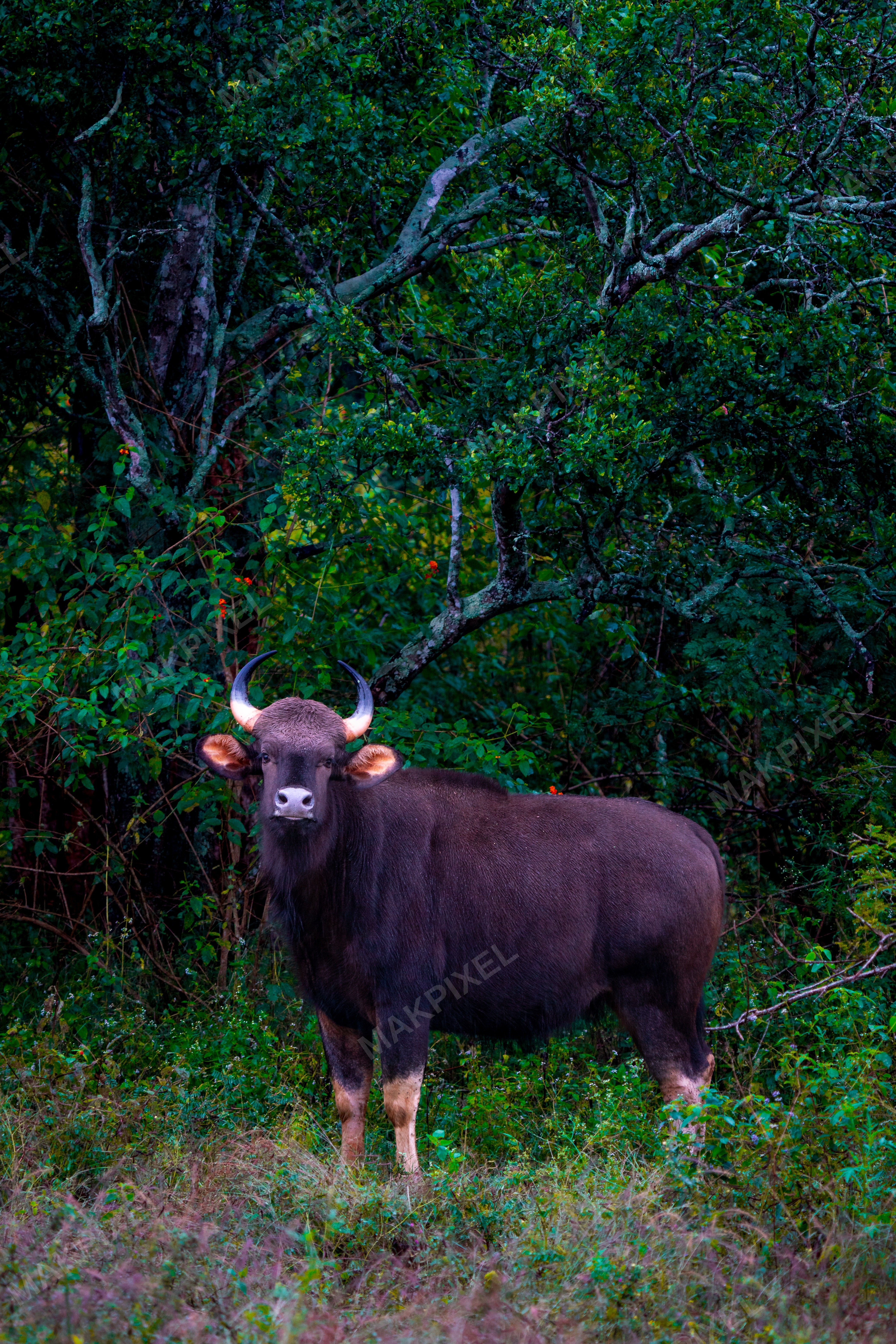 indian Gaur Mudumalai Forest, Masinagudi Wild Bison ooty - Full size view