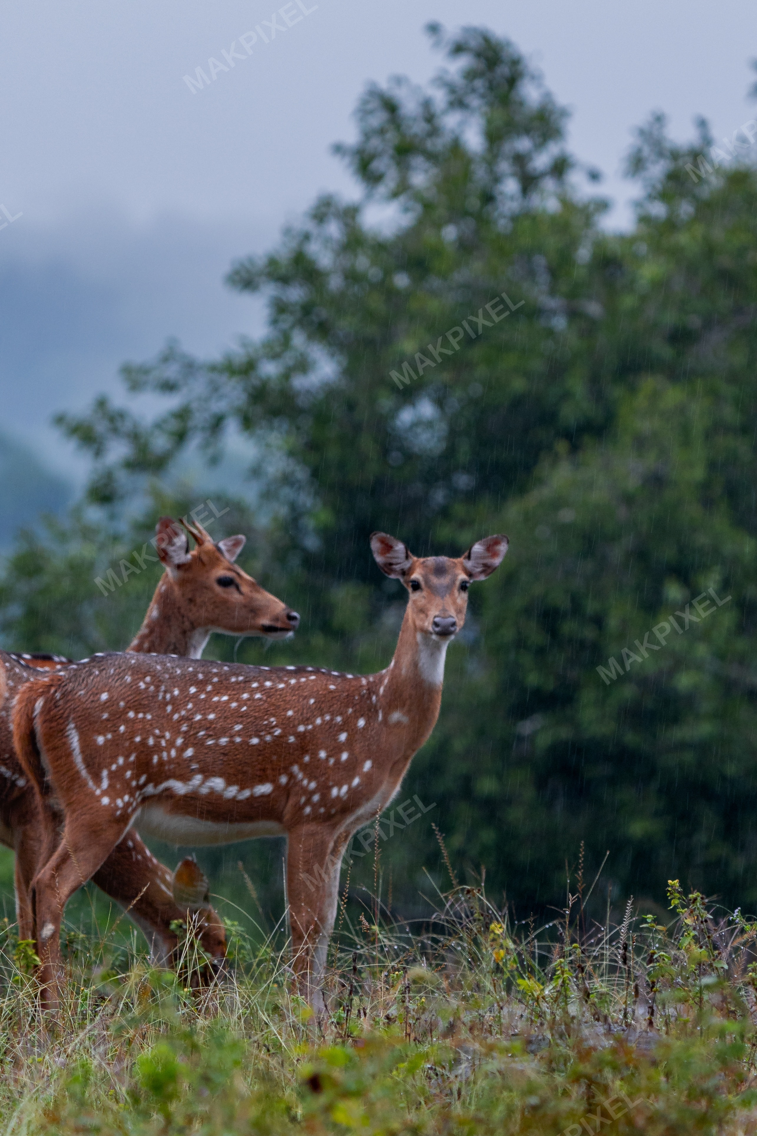 Spotted Deer Monsoon Rain, Mudumalai Forest Indian Wildlife - Full size view