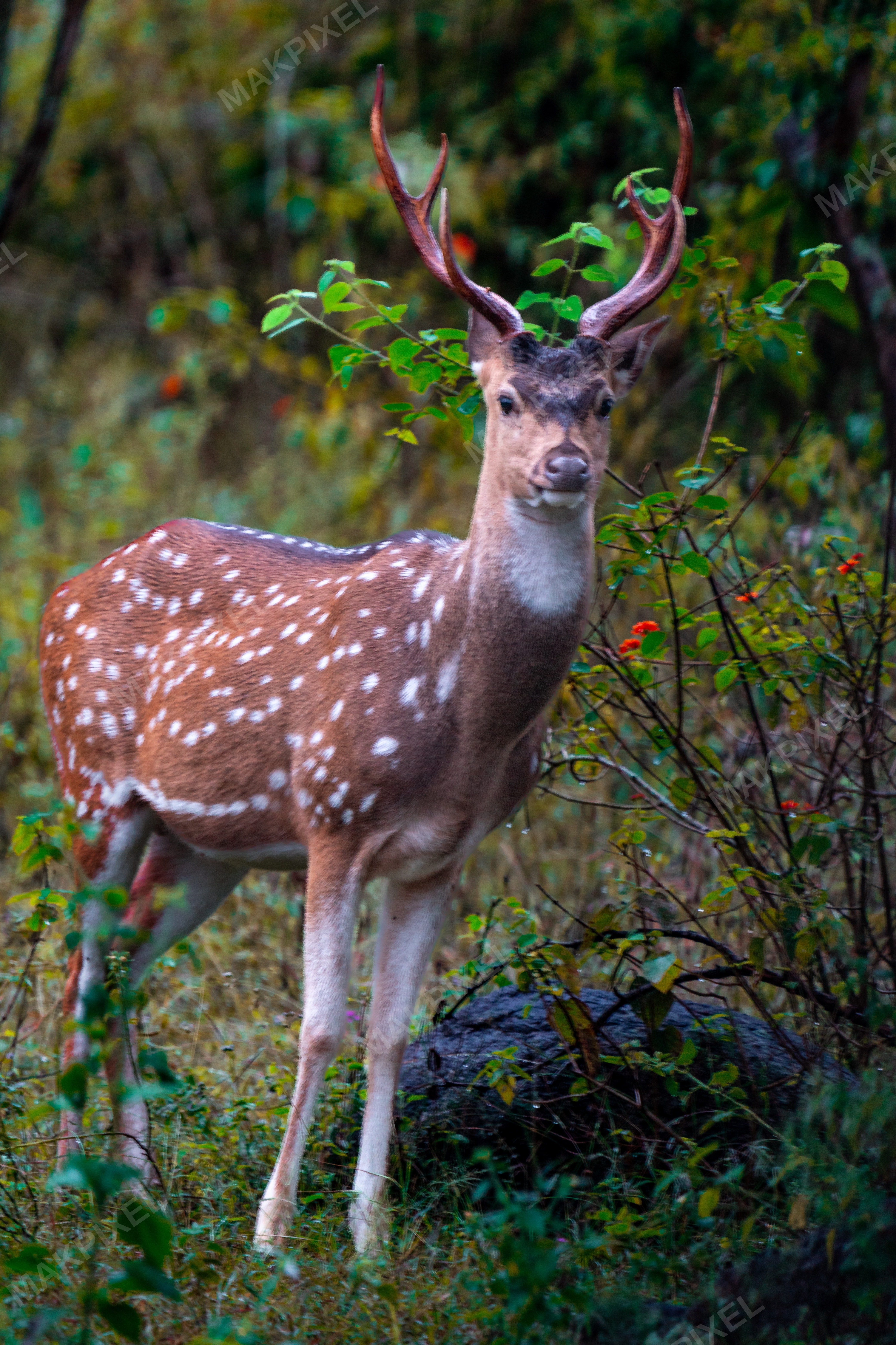 Spotted Deer Stag in Mudumalai Forest, Masinagudi - Full size view