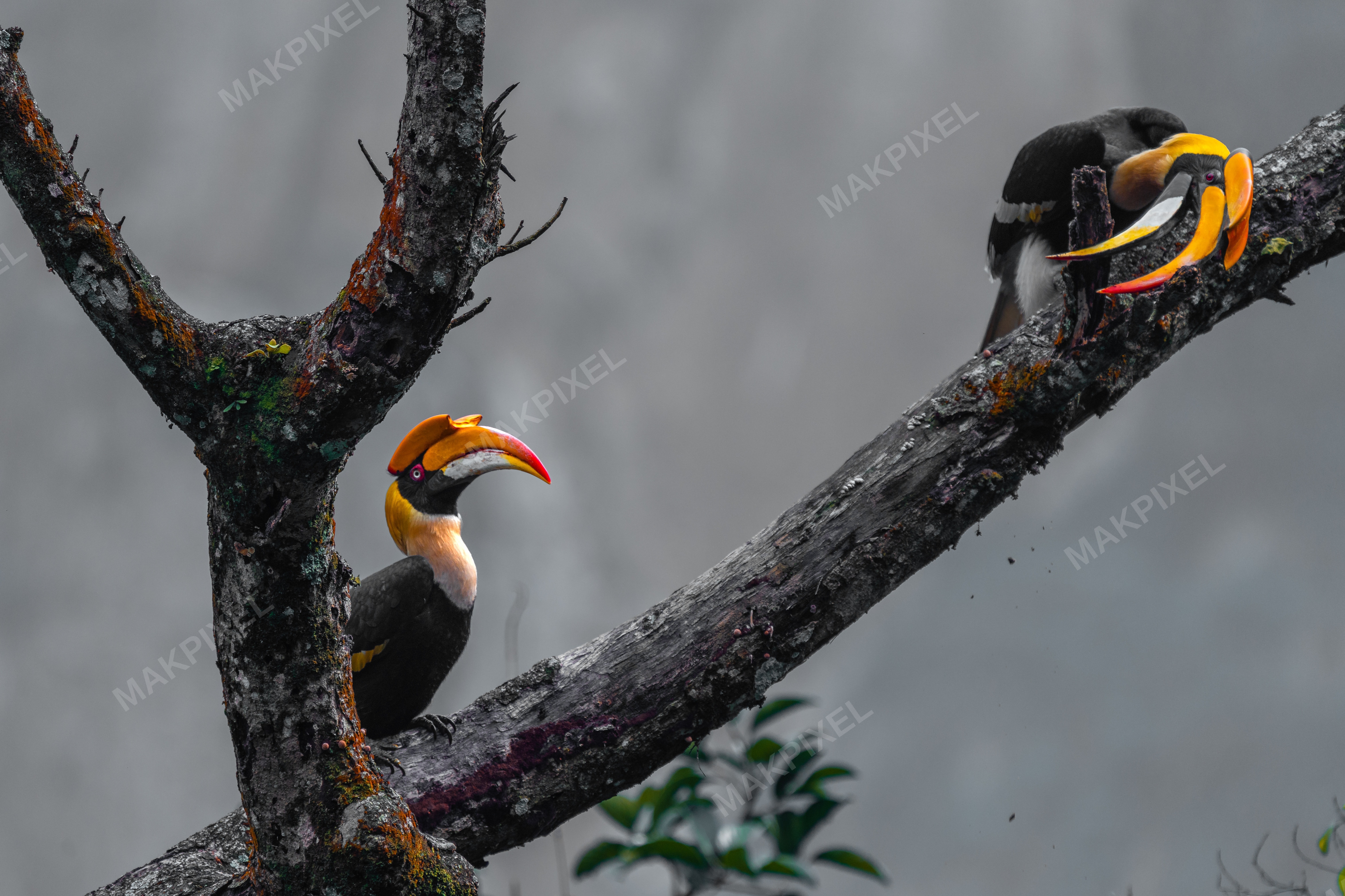 Great Indian Hornbills on Tree, Nilgiris – Vibrant Beaks, Rare Bird - Full size view