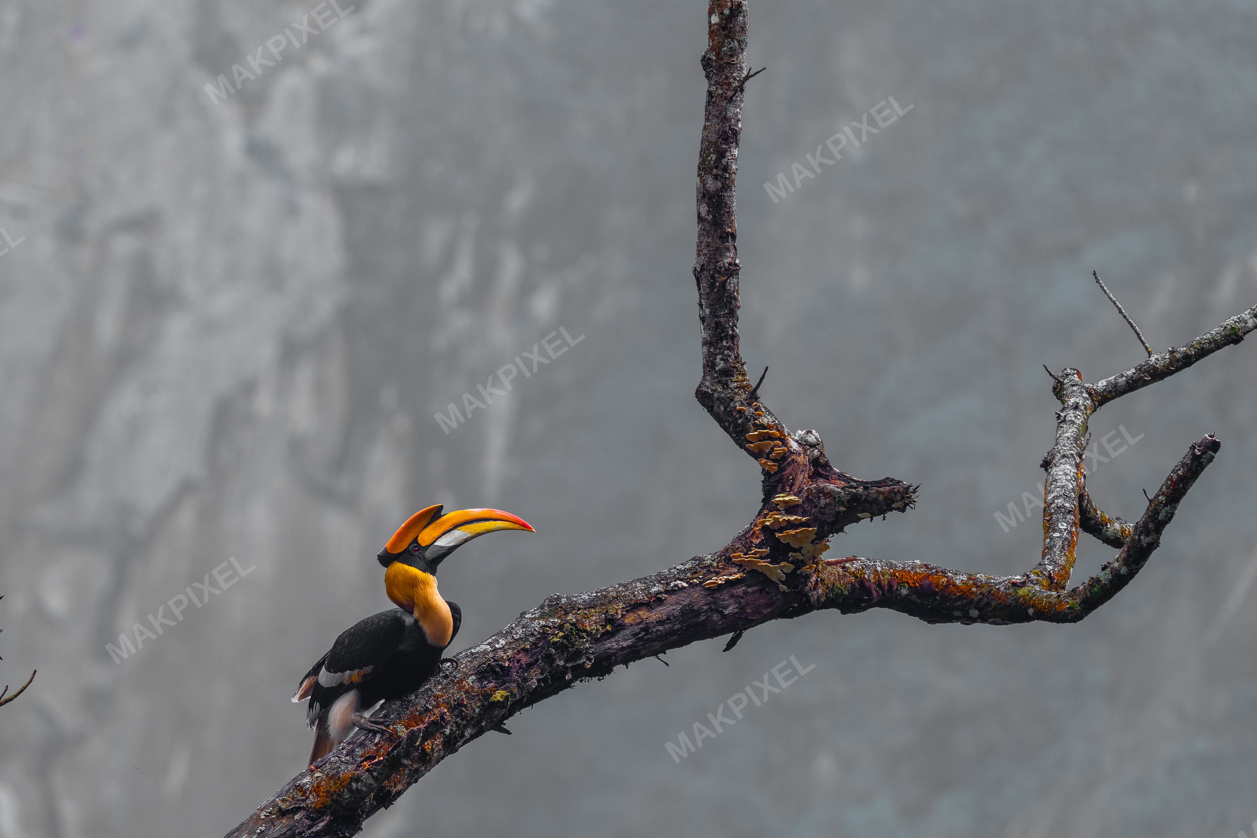 Solo Great Indian Hornbill Perched, Nilgiris – Vibrant Beak - Full size view