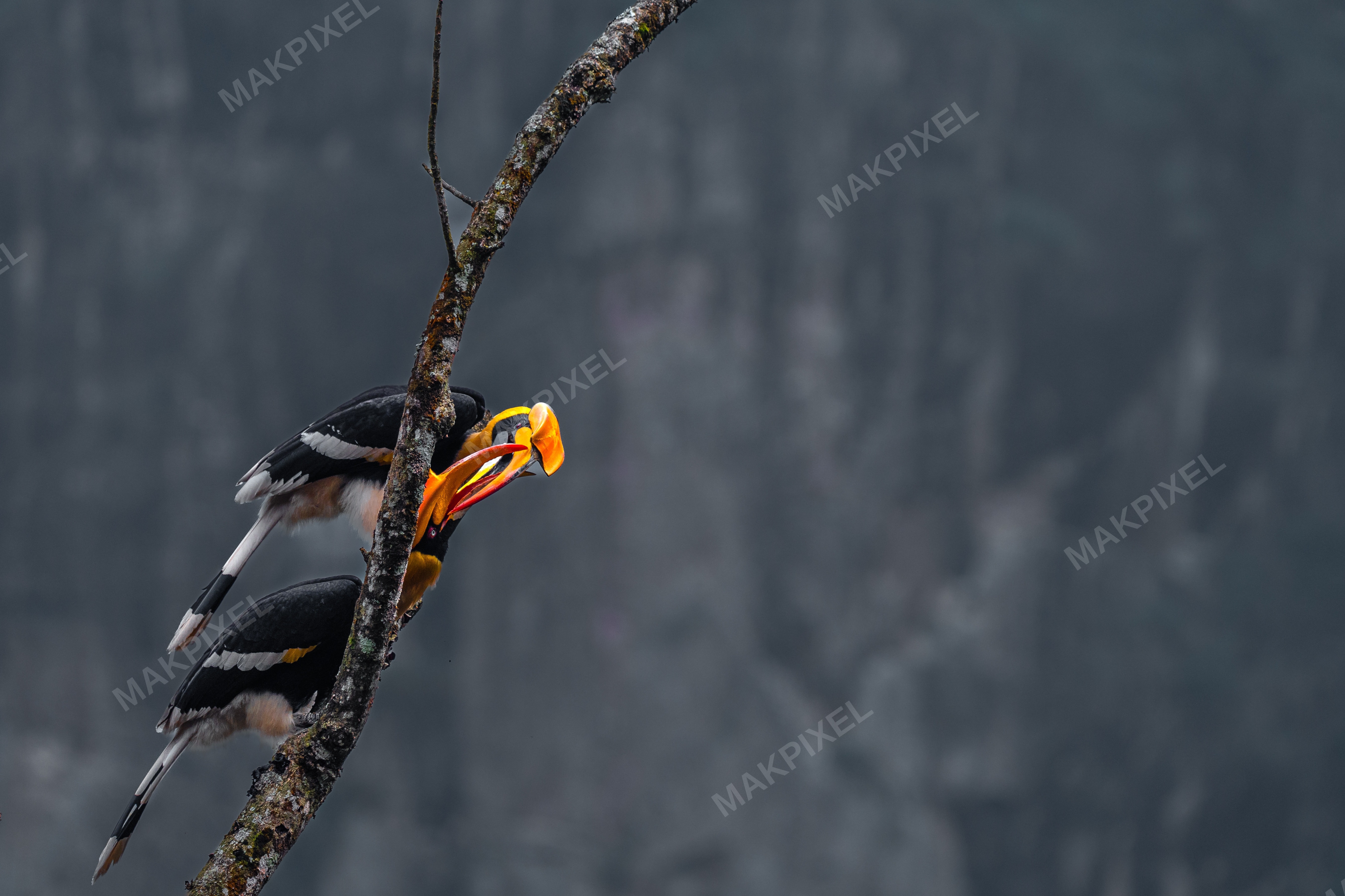 Close-up Photograph Bird Perched Branch. Bird Colorful - Full size view