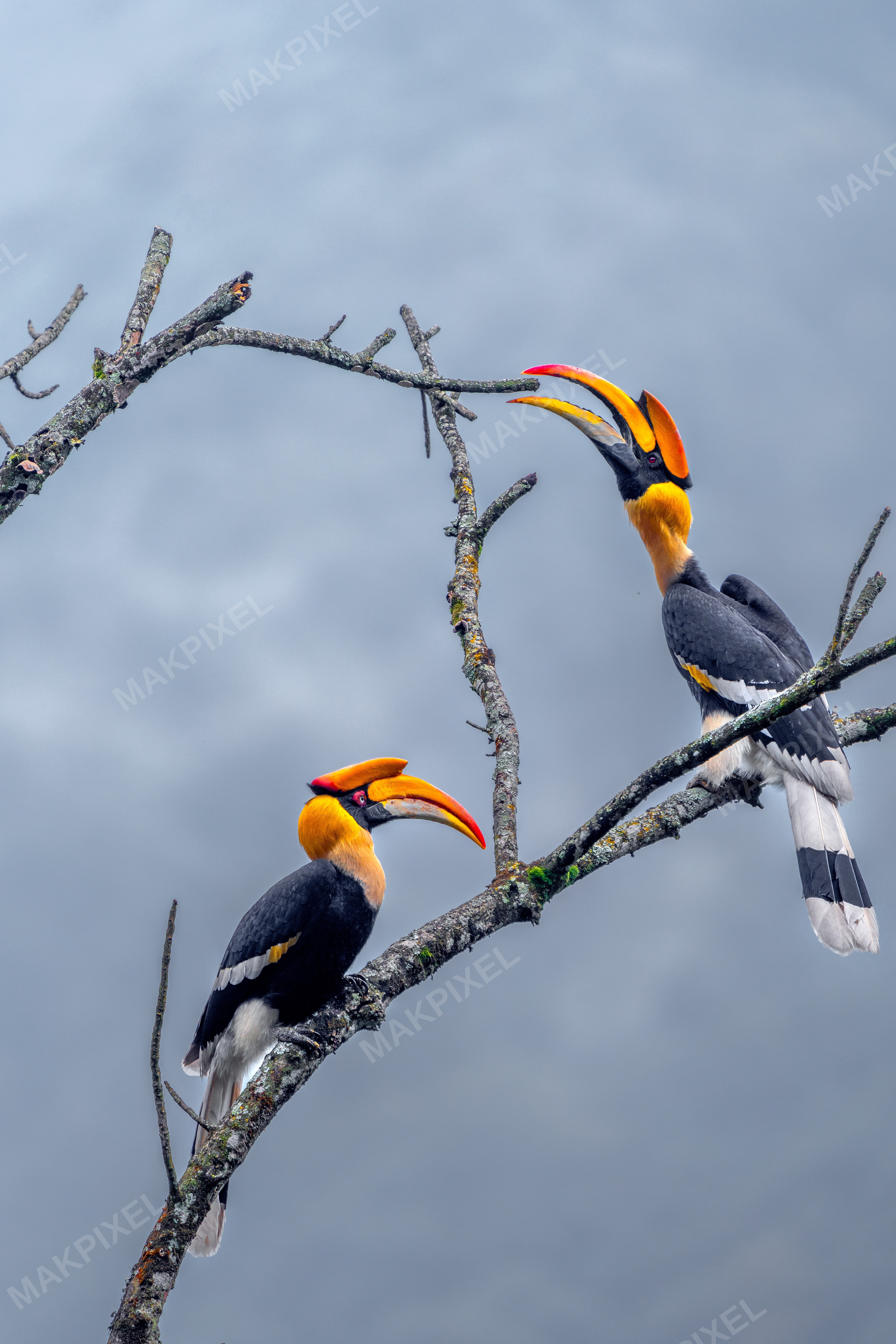 Pair Great Indian Hornbills Branch, Nilgiris Great Indian - Full size view