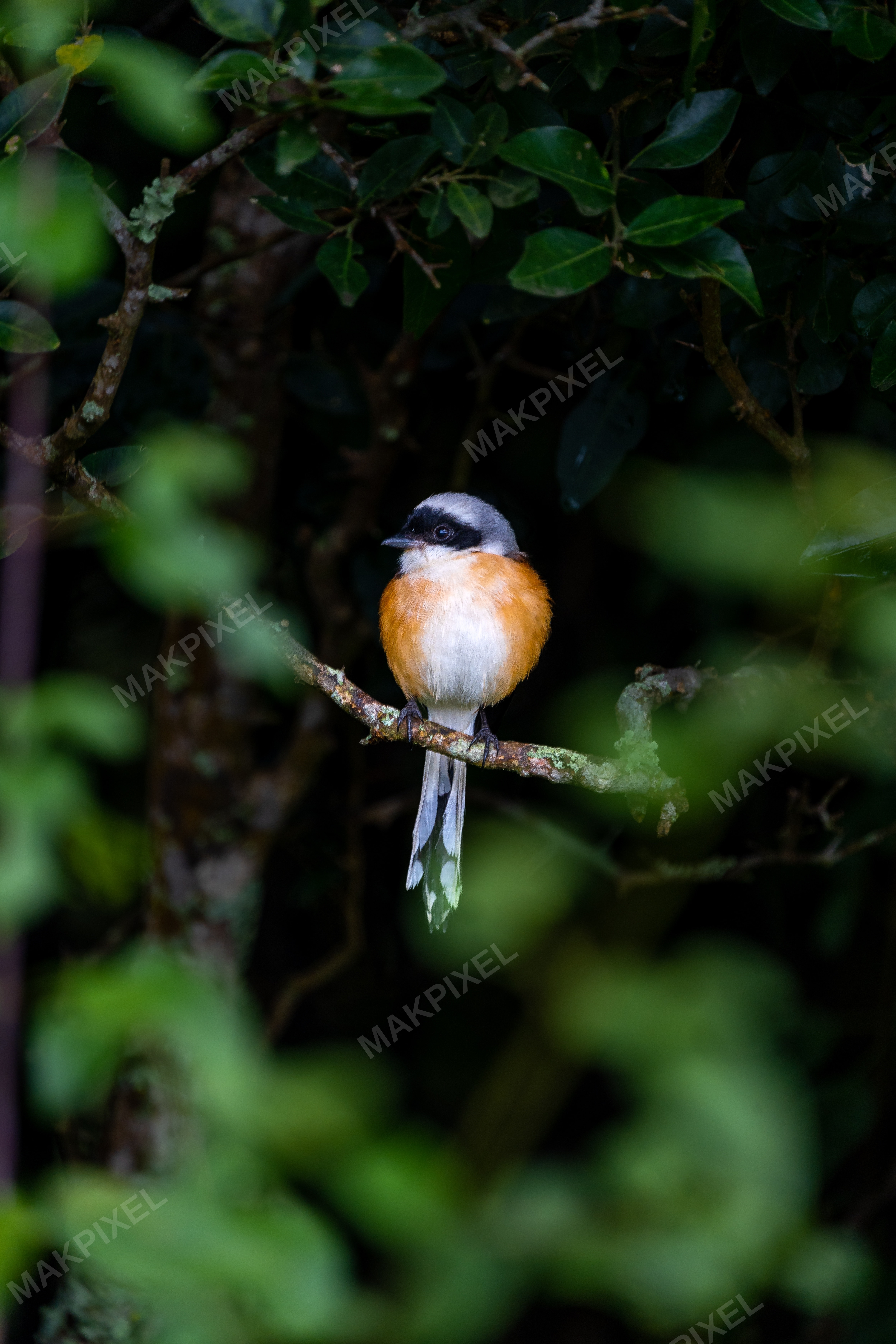 Long-tailed Shrike Branch, Ooty Colorful Forest Bird, - Full size view