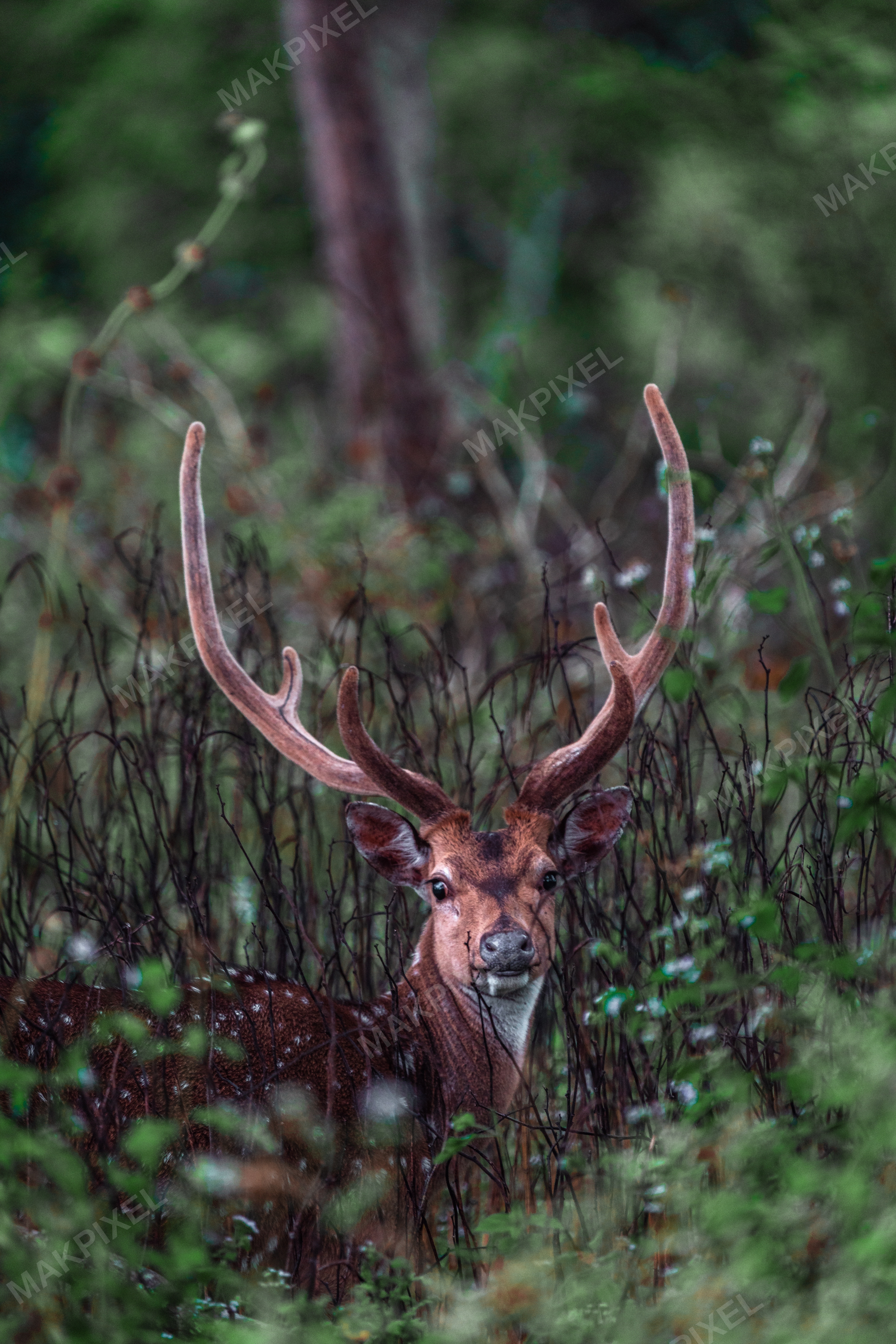 Spotted Deer with Velvet Antlers in Masinagudi Forest – Majestic India - Full size view