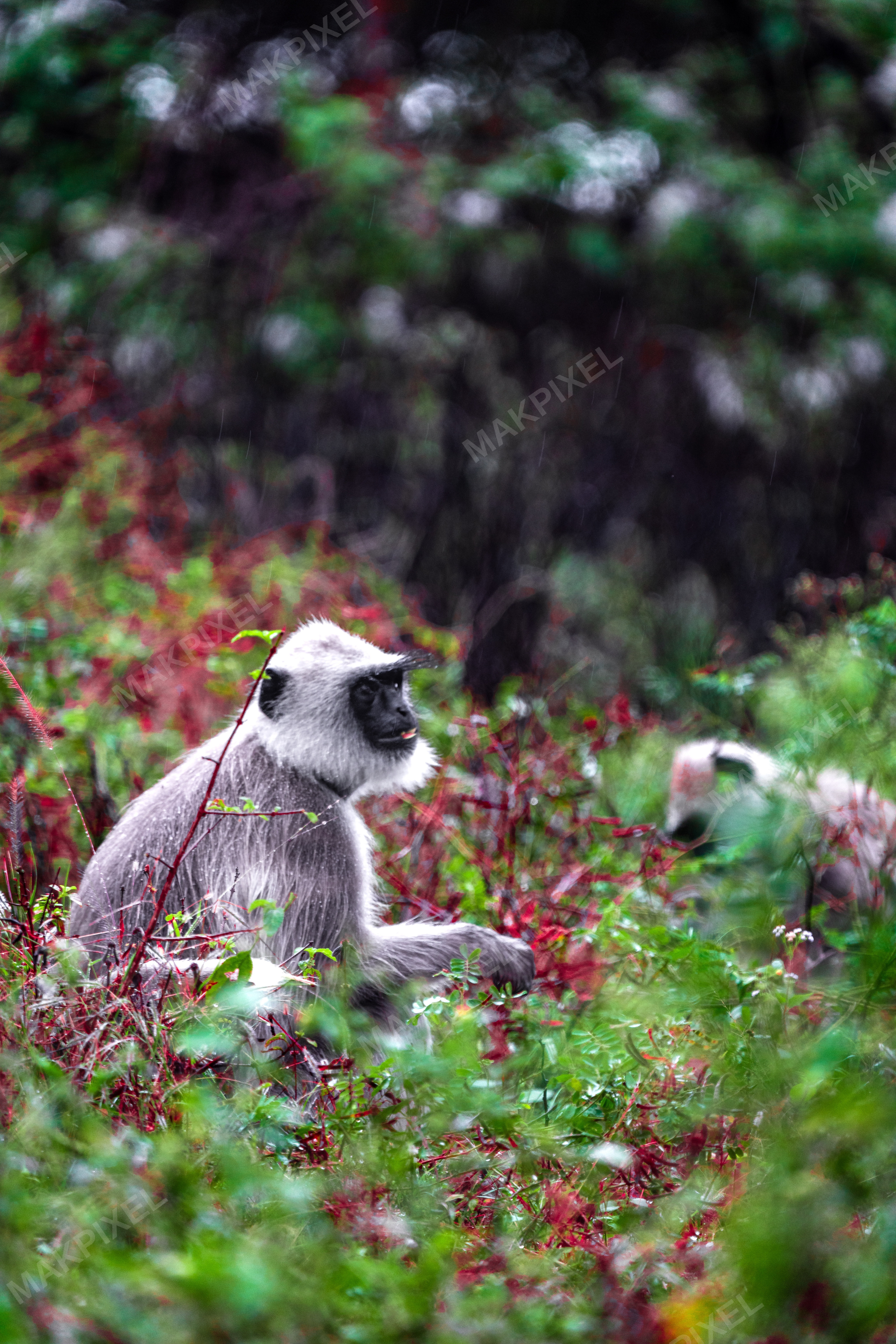 Gray Langur Monkey in Colorful Forest, Masinagudi – Wild Indian - Full size view