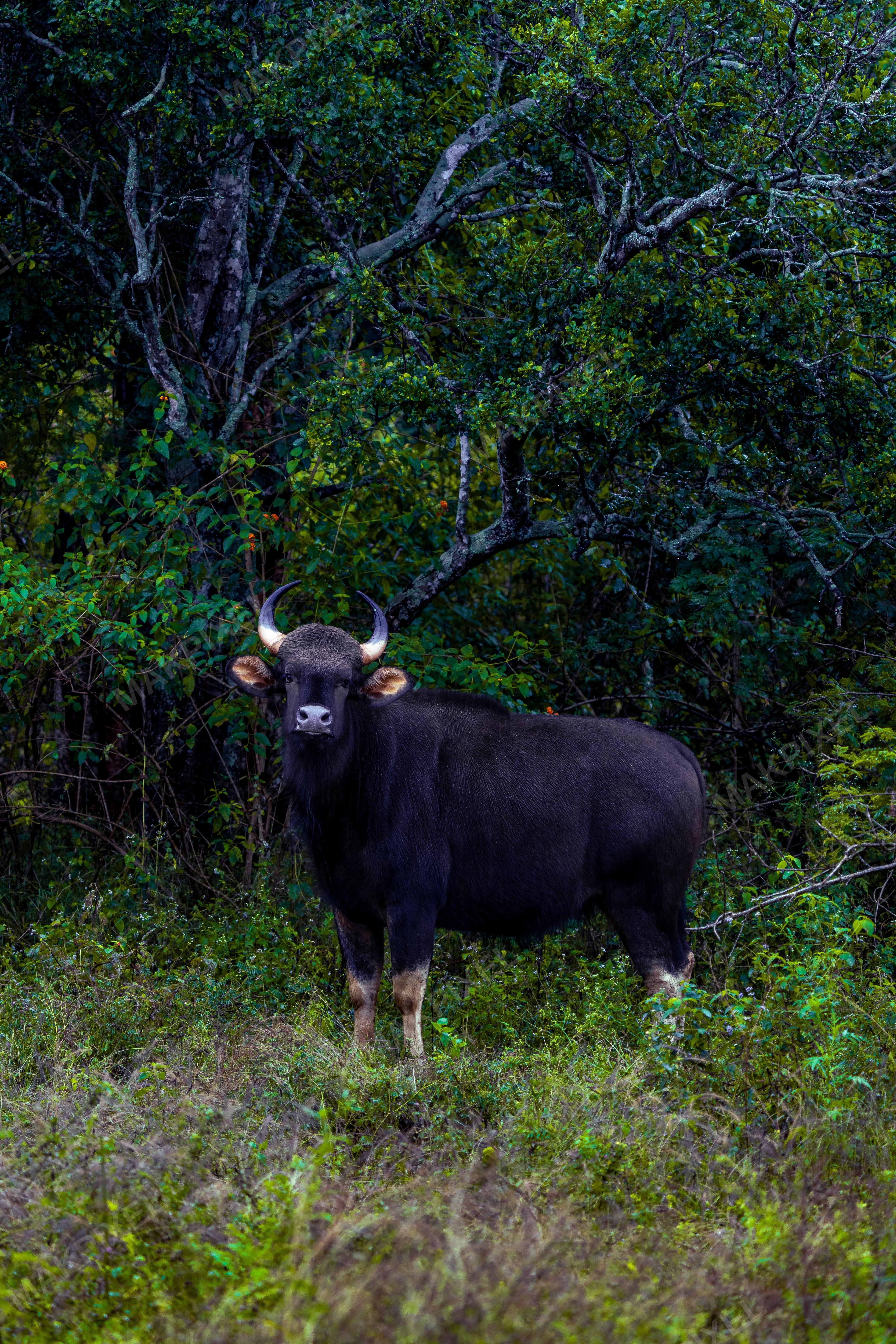 Indian Gaur (Bison) in Mudumalai Forest, Ooty – Wild Bovidae - Full size view