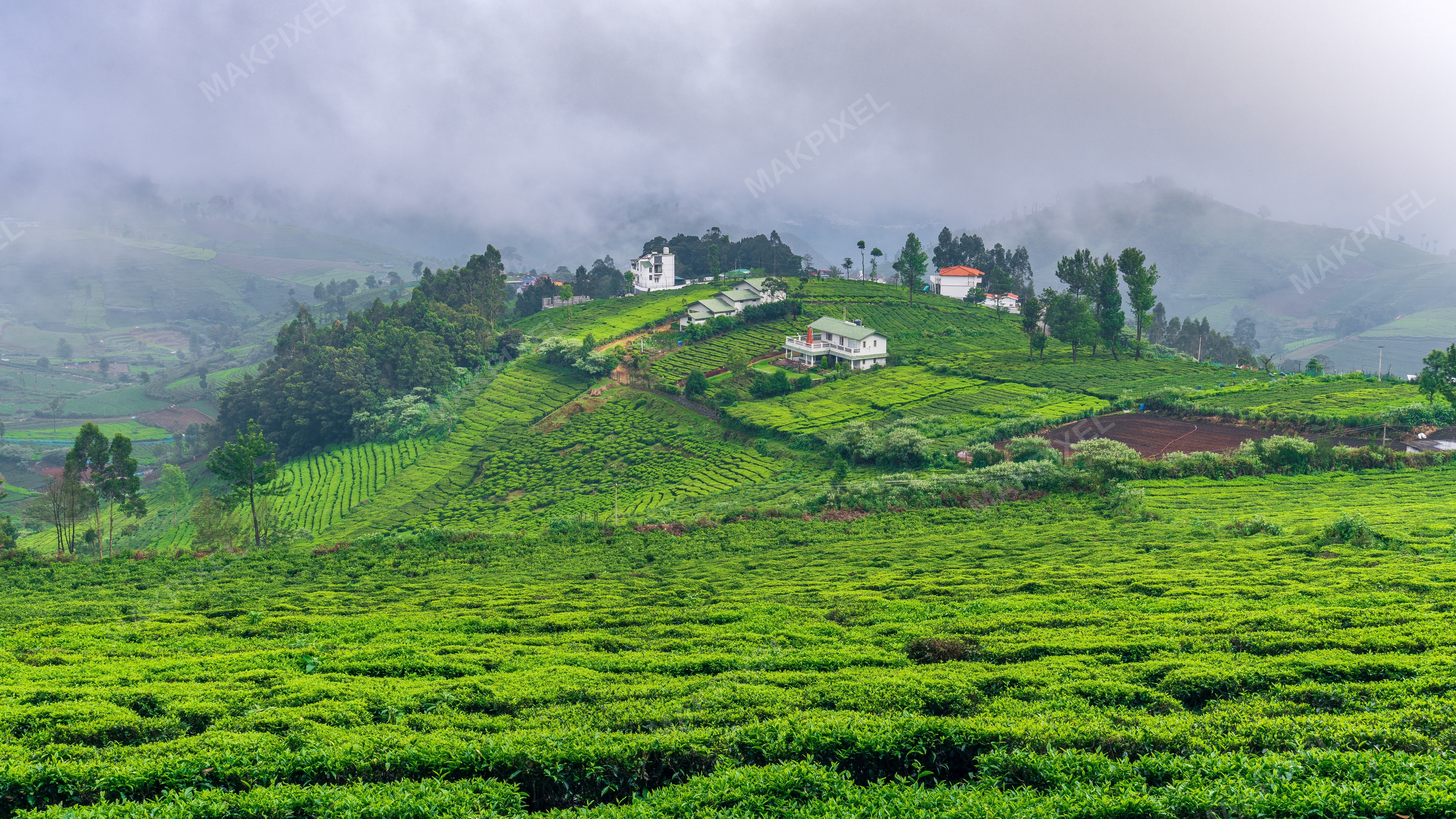 Misty Tea Plantations in Nilgiris, Ooty – Lush Green Fields, Scenic - Full size view