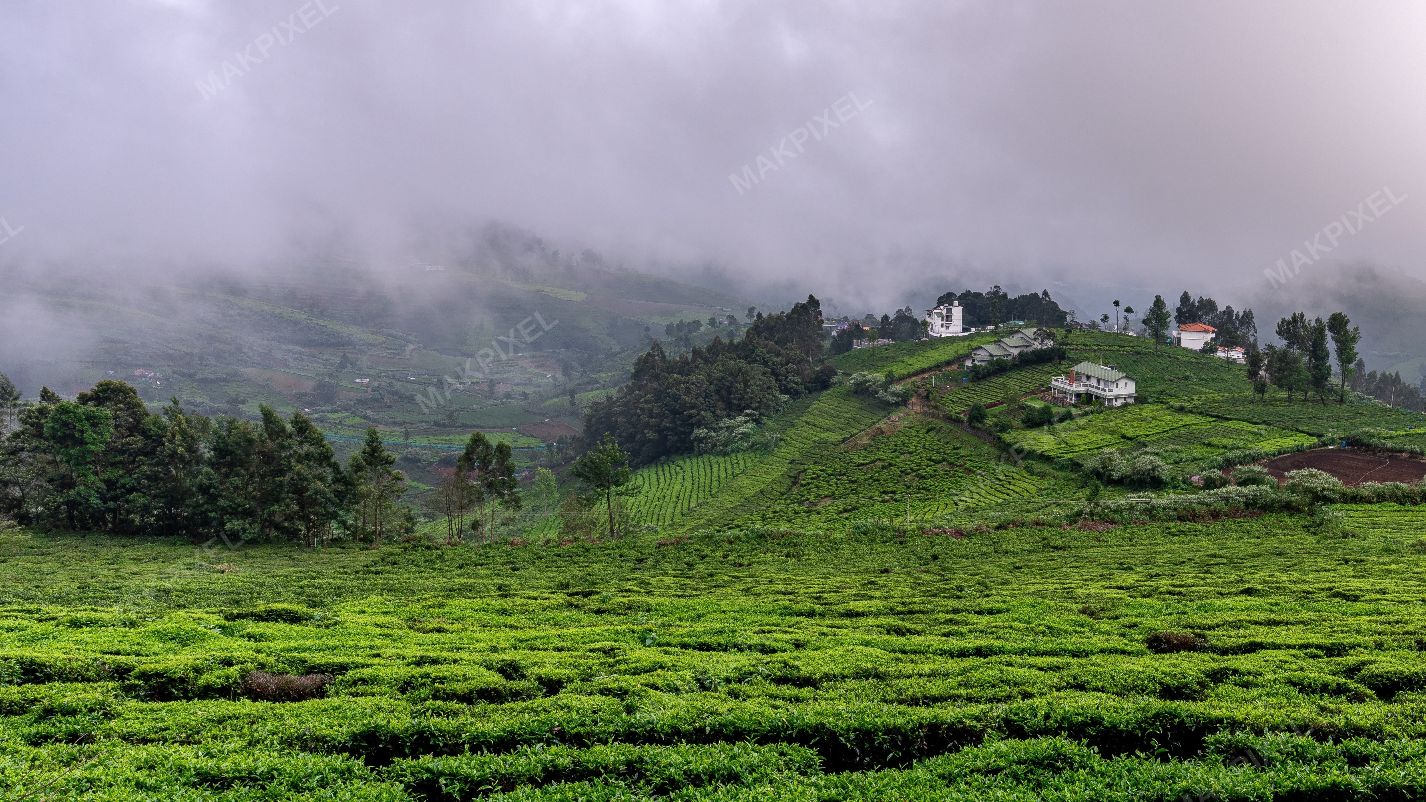 Misty Tea Plantations in Nilgiris, Ooty - Full size view