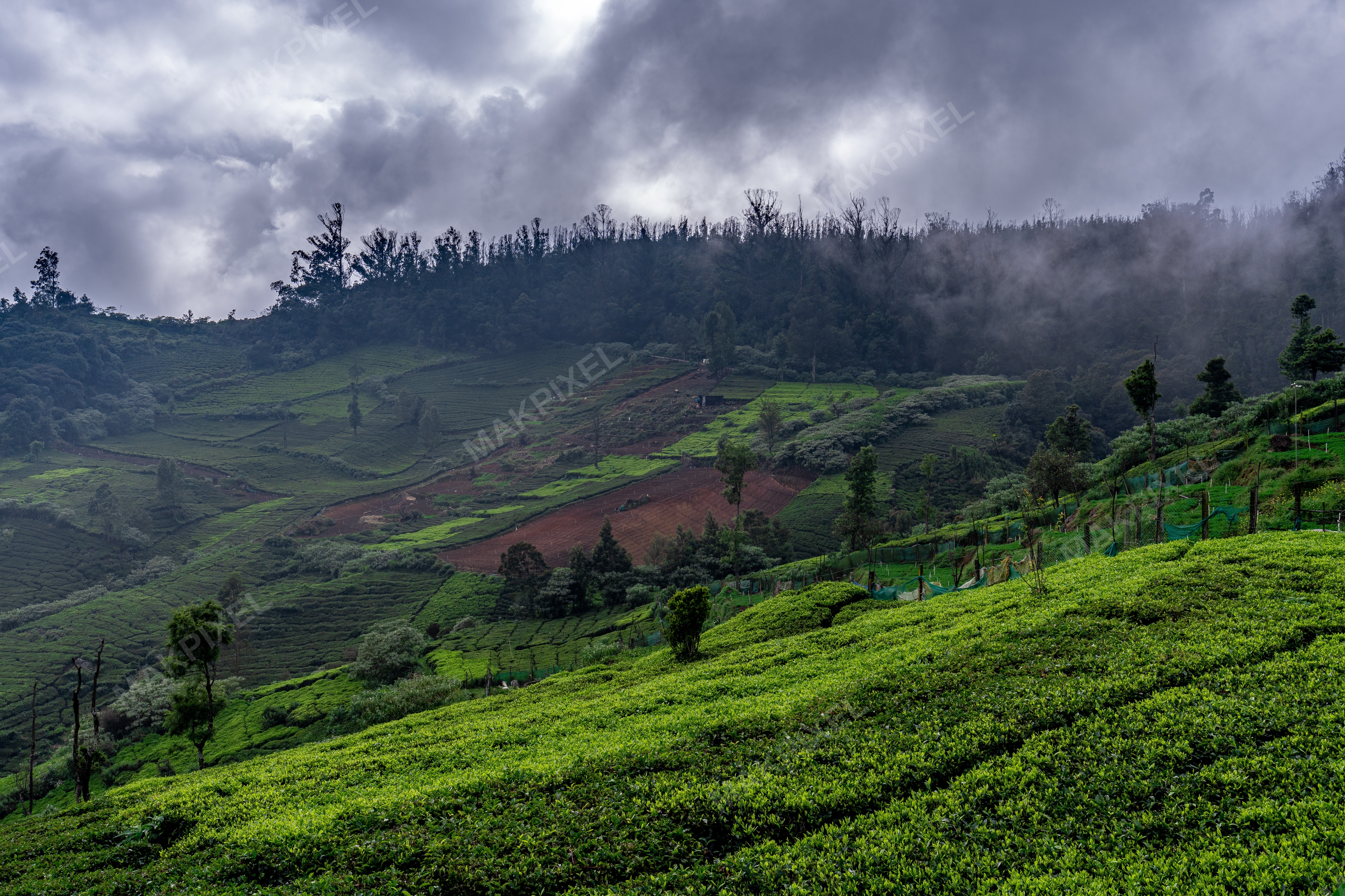 Dramatic Monsoon Clouds Over Ooty Tea Plantations – Lush Green Slopes - Full size view