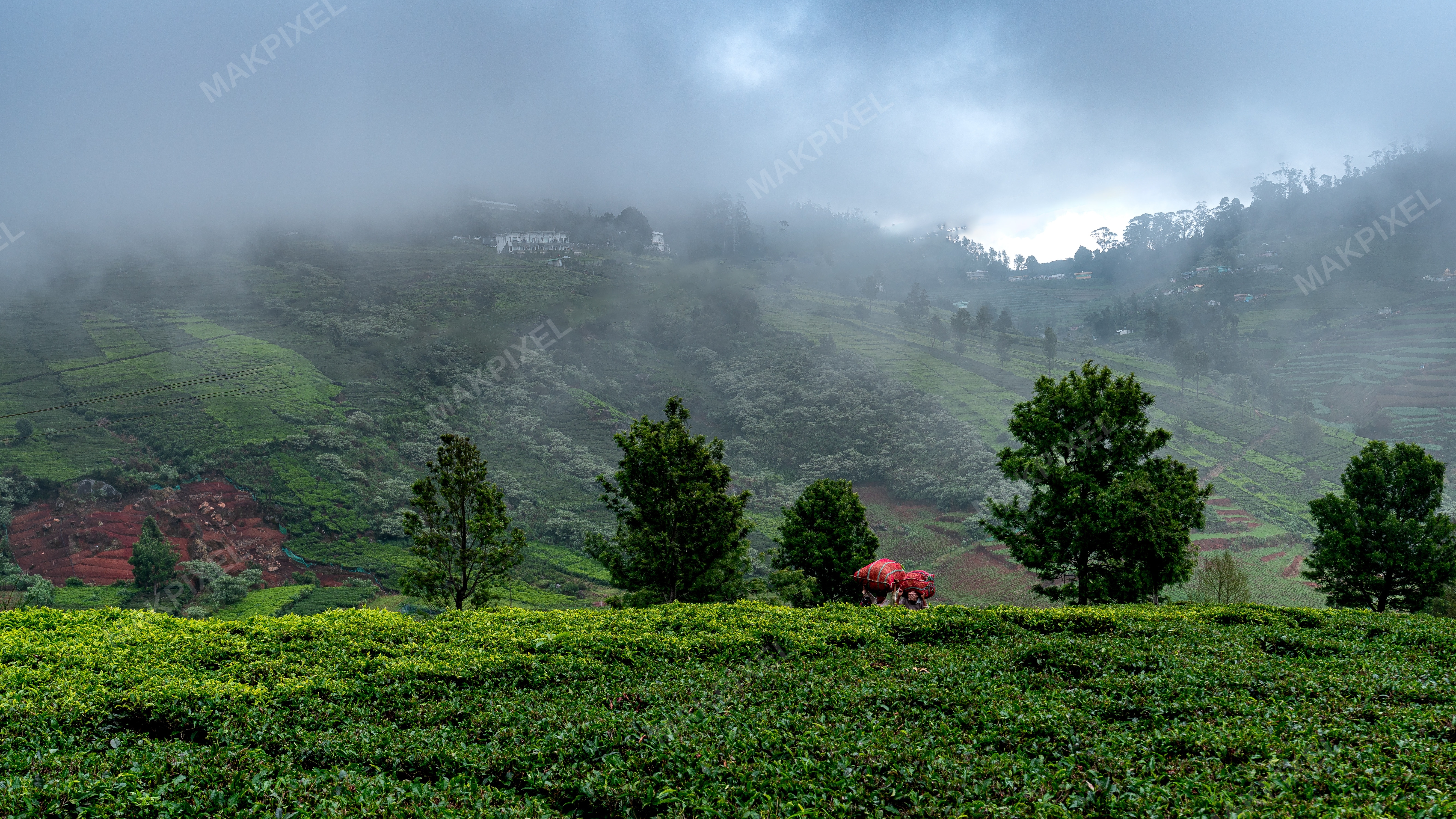 Misty Ooty Tea Gardens with  Monsoon Green Hills, Plantation Landscape - Full size view