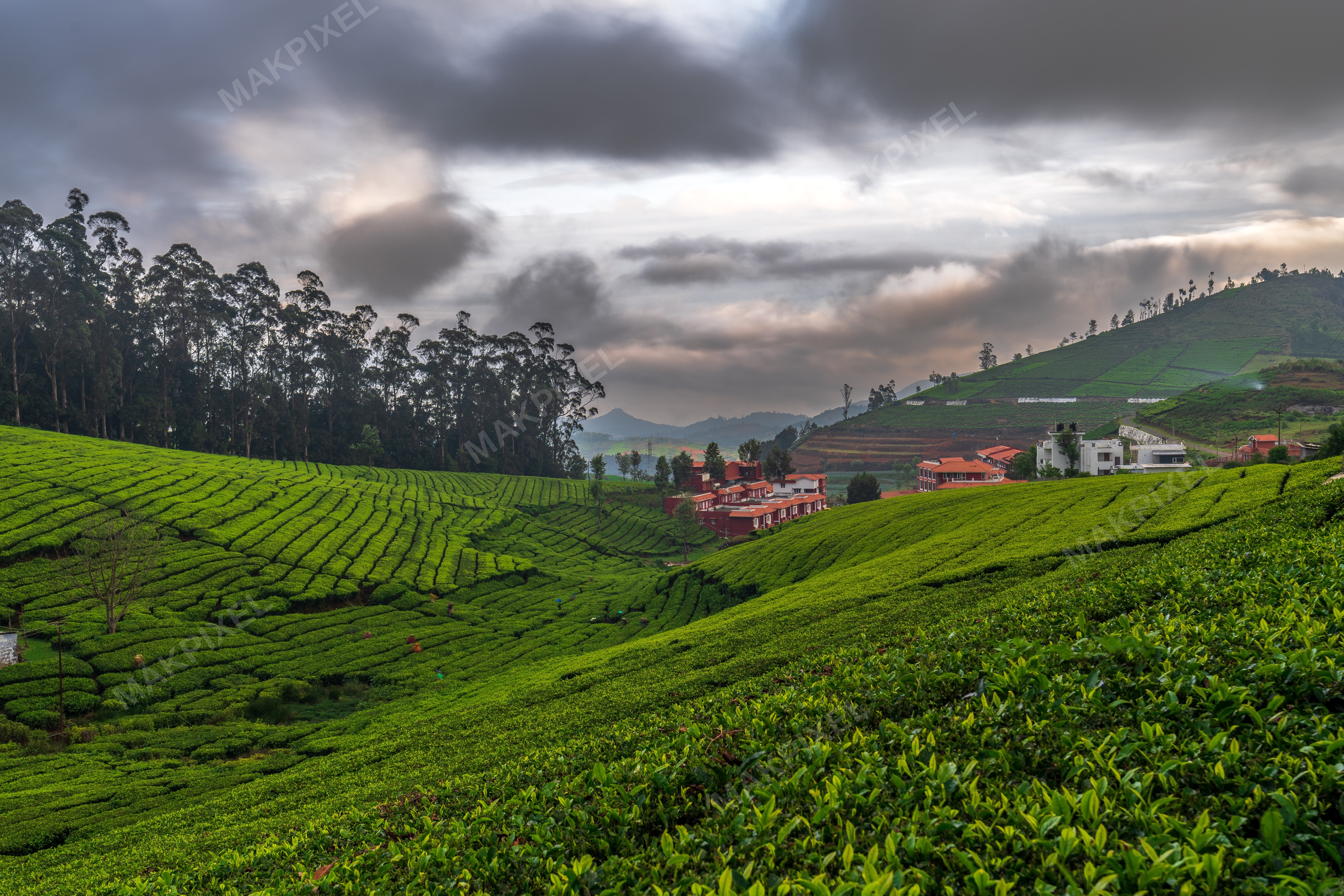 Sunrise Over Ooty Tea Estates – Rolling Green Hills, Dramatic Clouds - Full size view