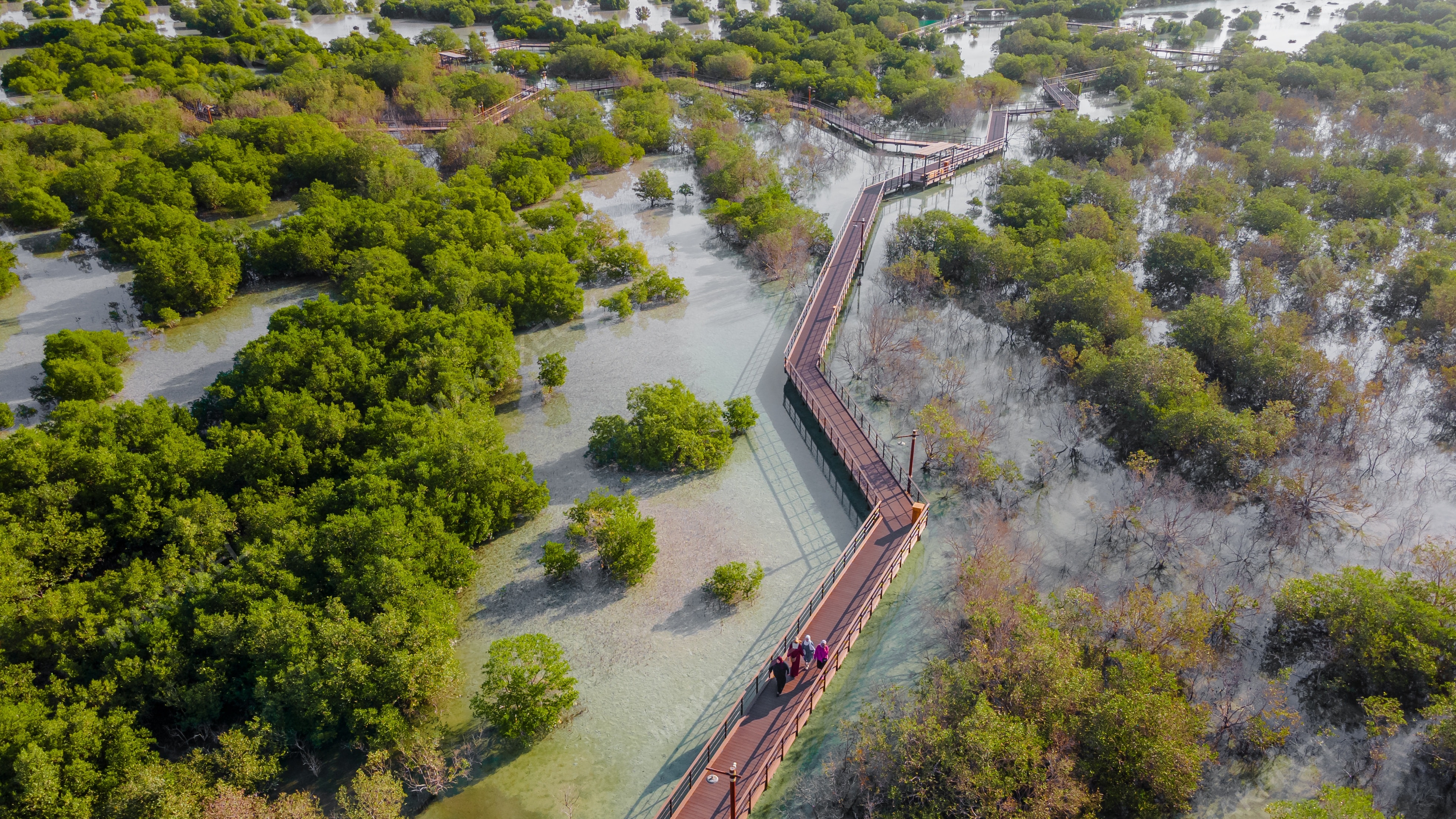 Jubail Mangrove Park Aerial Boardwalk Walkway Lagoon Forest - Full size view