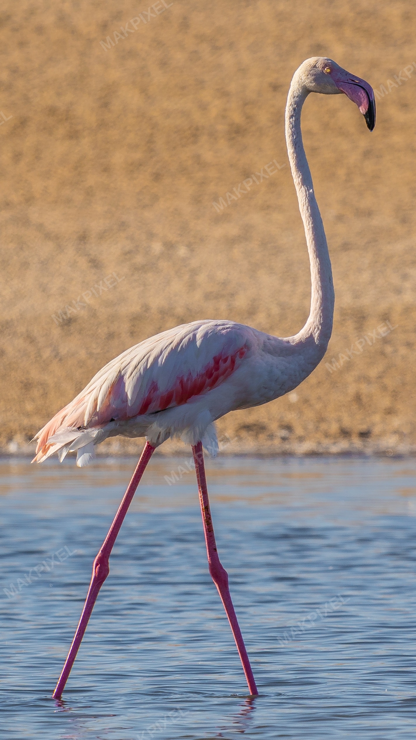 Greater Flamingo at Al Wathba Wetland Reserve | Pink Wader Bird - Full size view