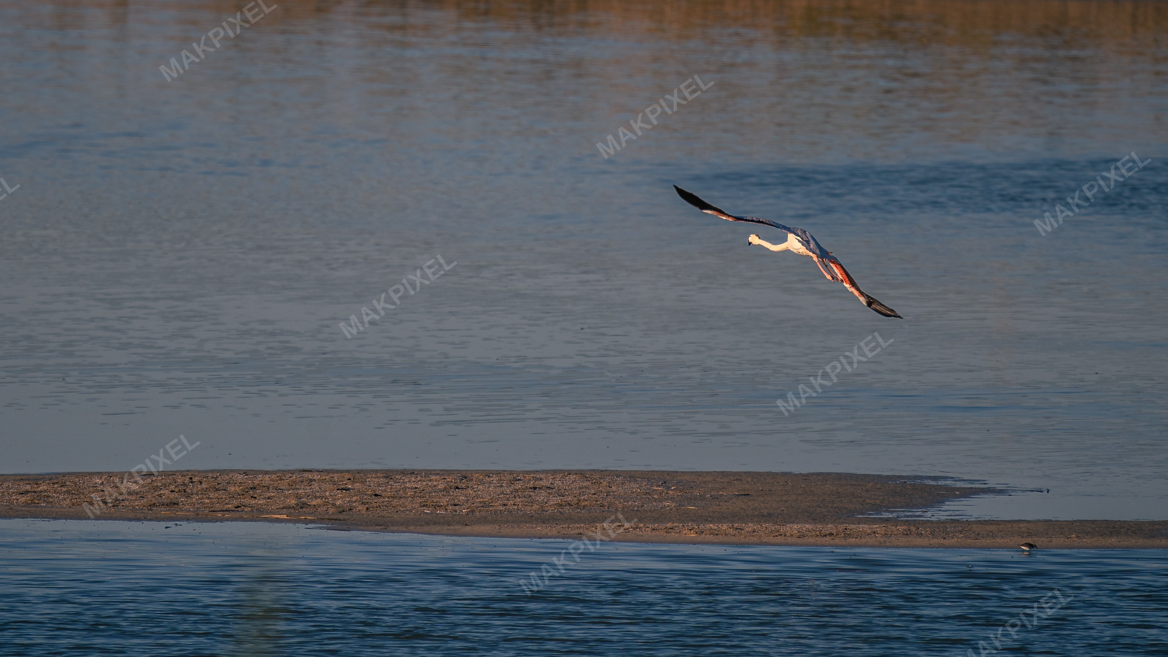 Flamingo in Flight at Al Wathba Wetland Reserve | Pink Bird Over Water - Full size view