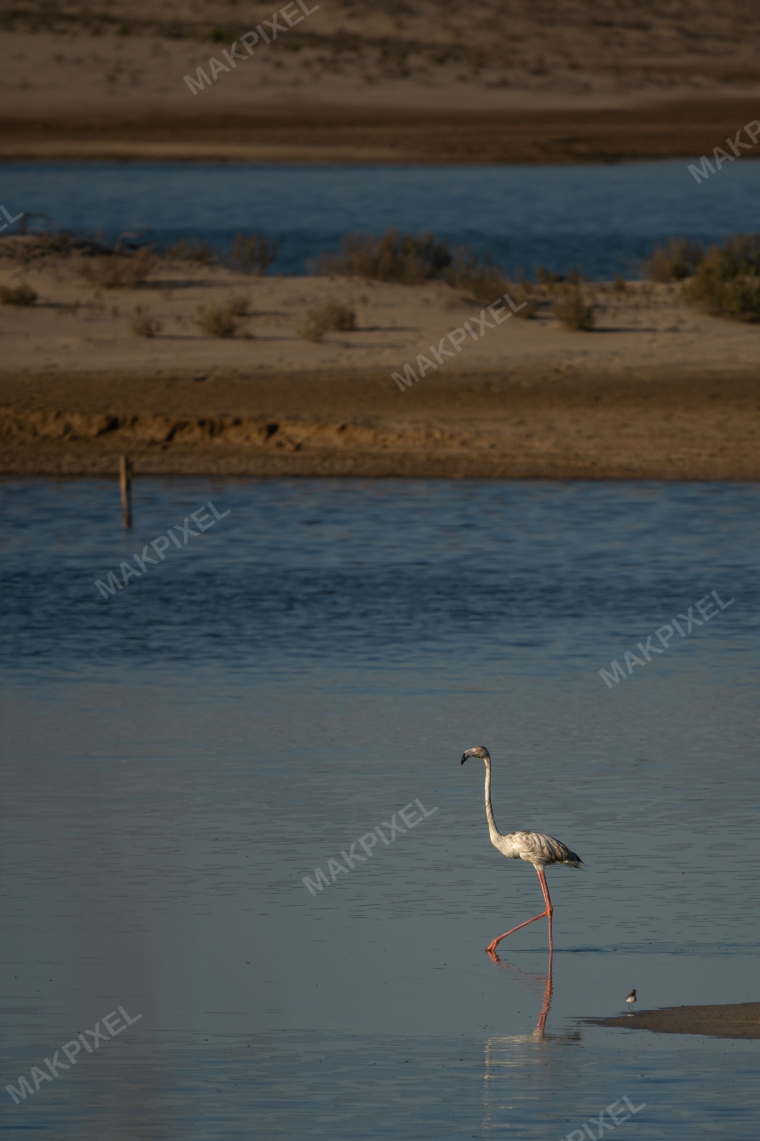Flamingo Wading Al Wathba Wetland Reserve | Tranquil Bird Reflection - Full size view