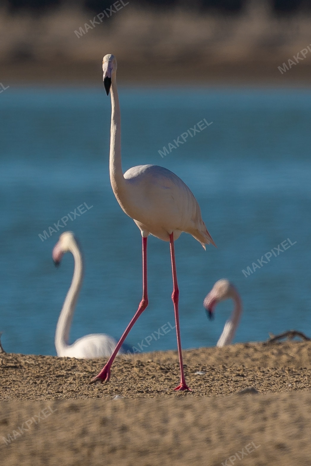 Greater Flamingo Portrait Al Wathba Wetland Reserve - Full size view