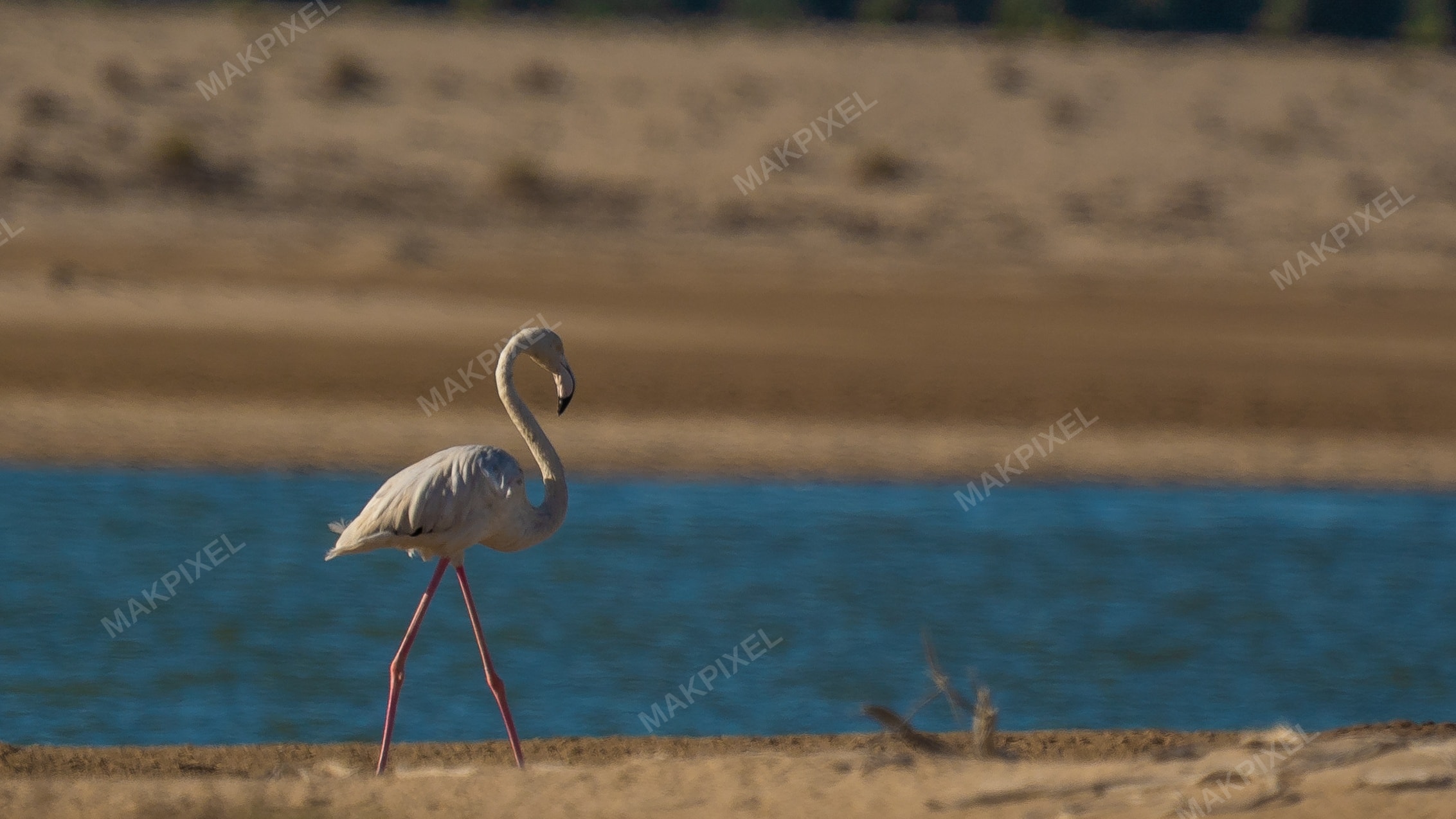 Flamingo Portrait Al Wathba Wetland Reserve - Full size view
