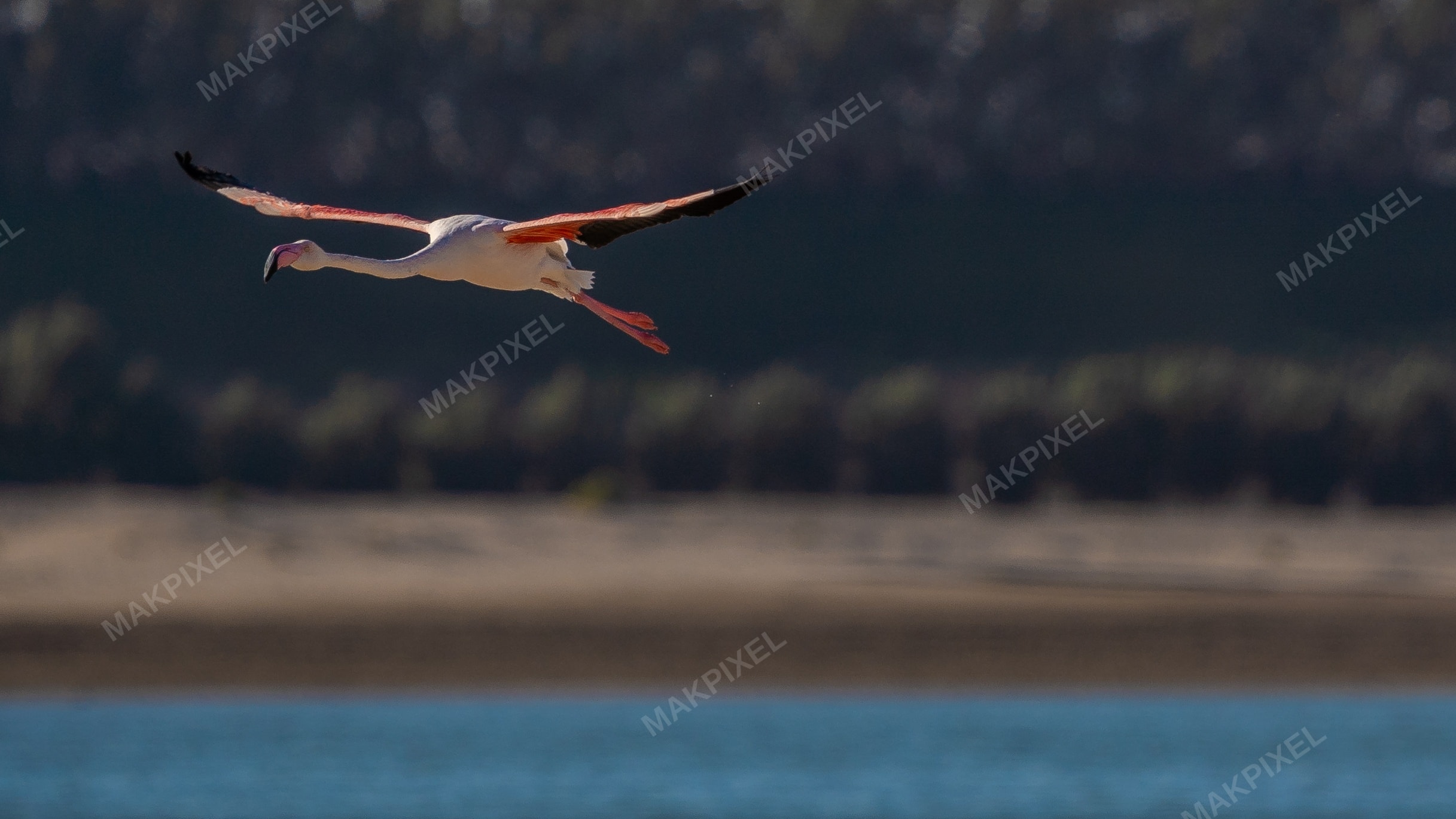 Flamingo in Flight Al Wathba Wetland Reserve - Full size view