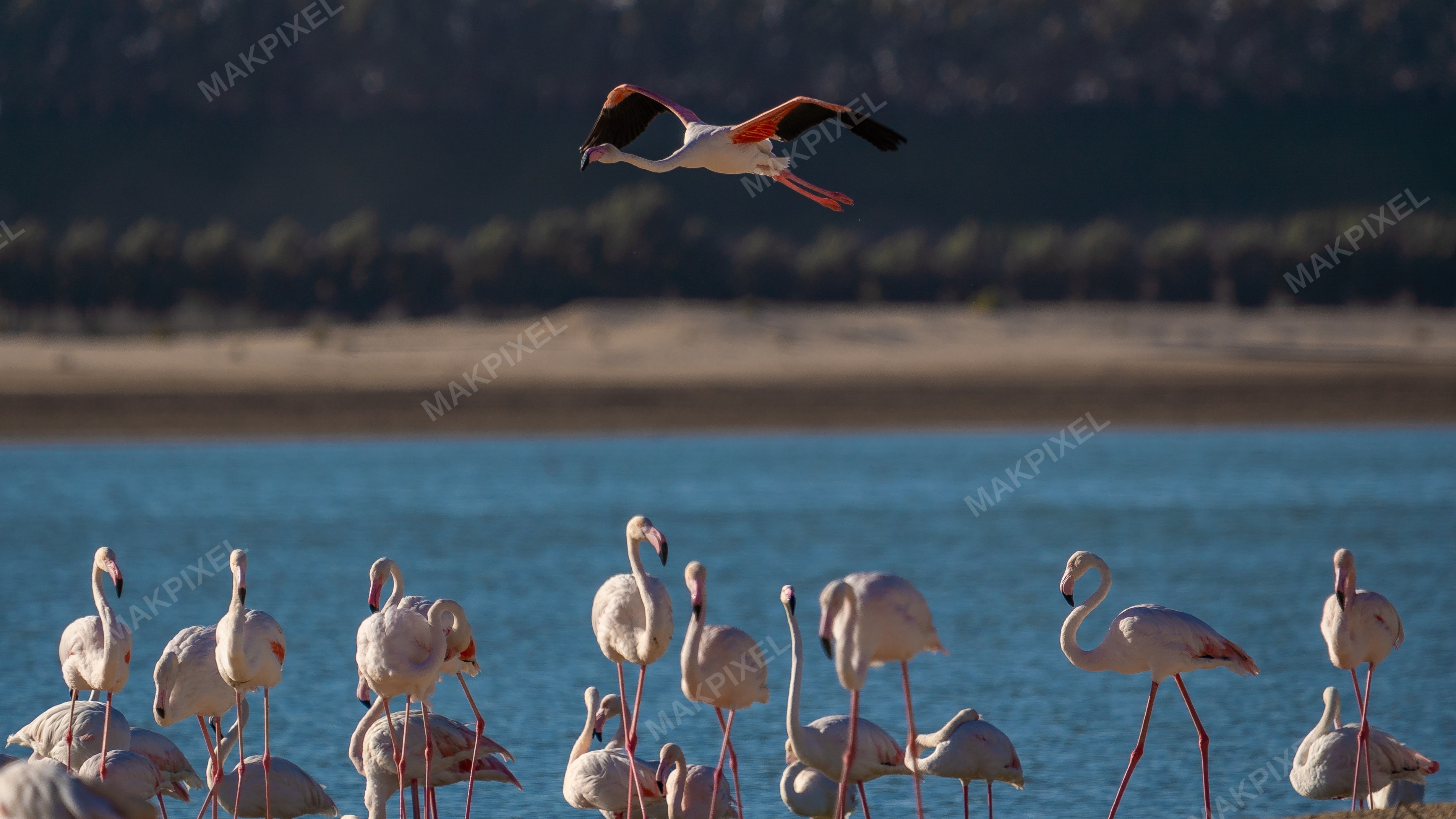 Flamingo in Flight Al Wathba Wetland Reserve | Pink Bird Wingspread - Full size view