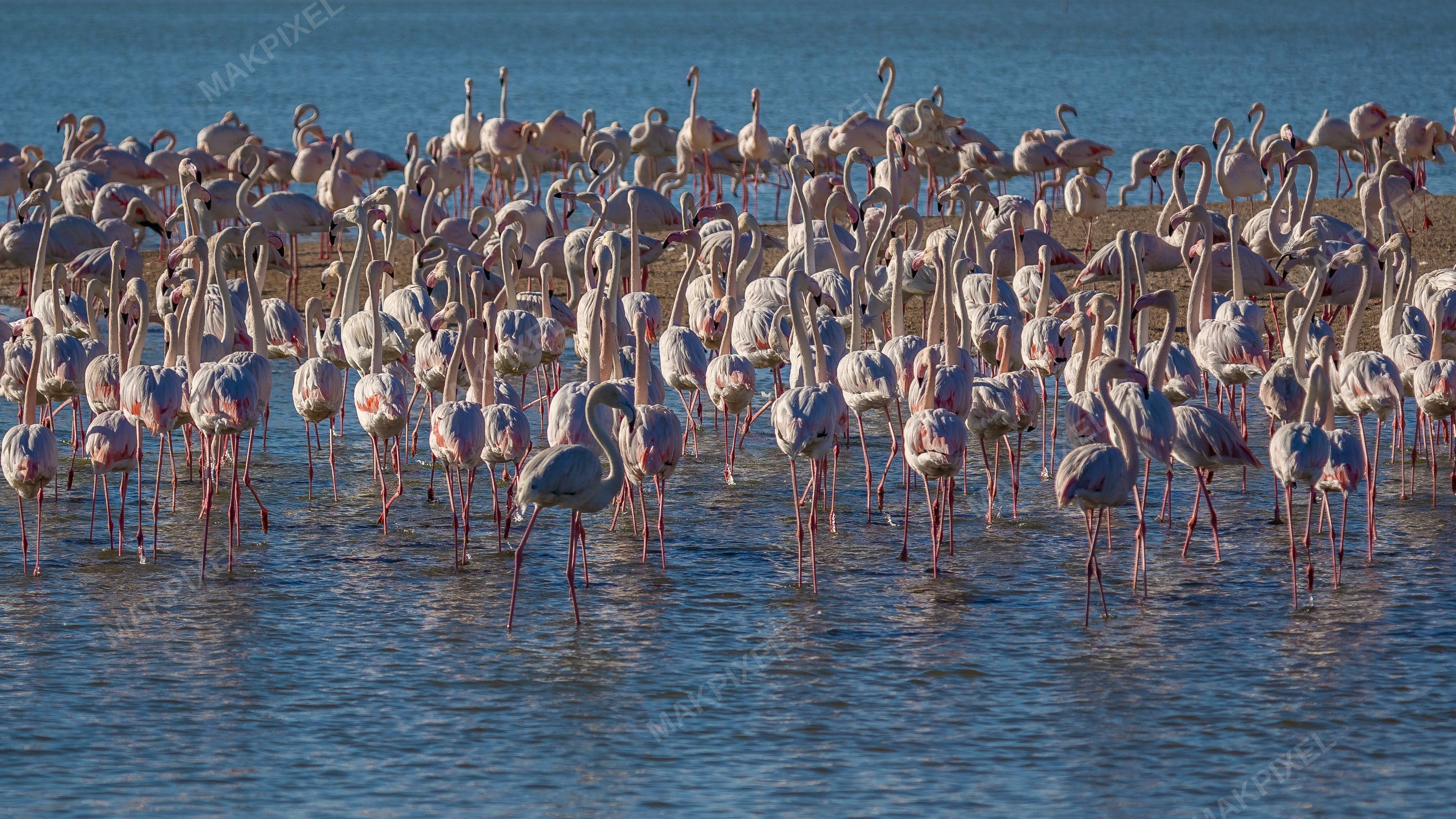 Flock of Flamingos Al Wathba Wetland Reserve | Group of Wading Birds - Full size view