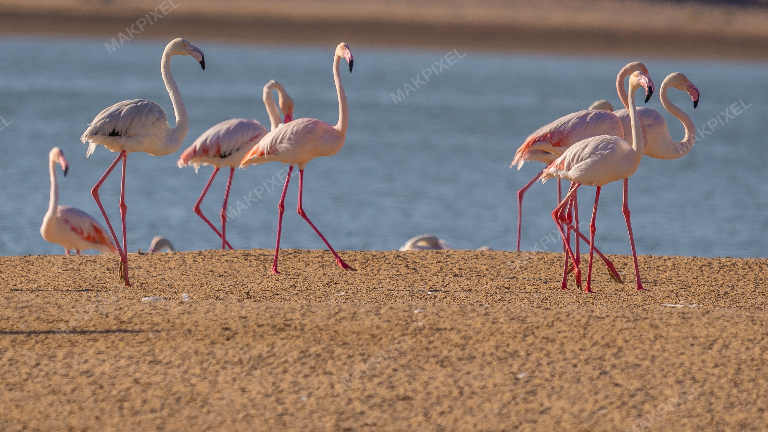 Flamingos on Shore Al Wathba Wetland Reserve | Pink Wading Birds - Full size view
