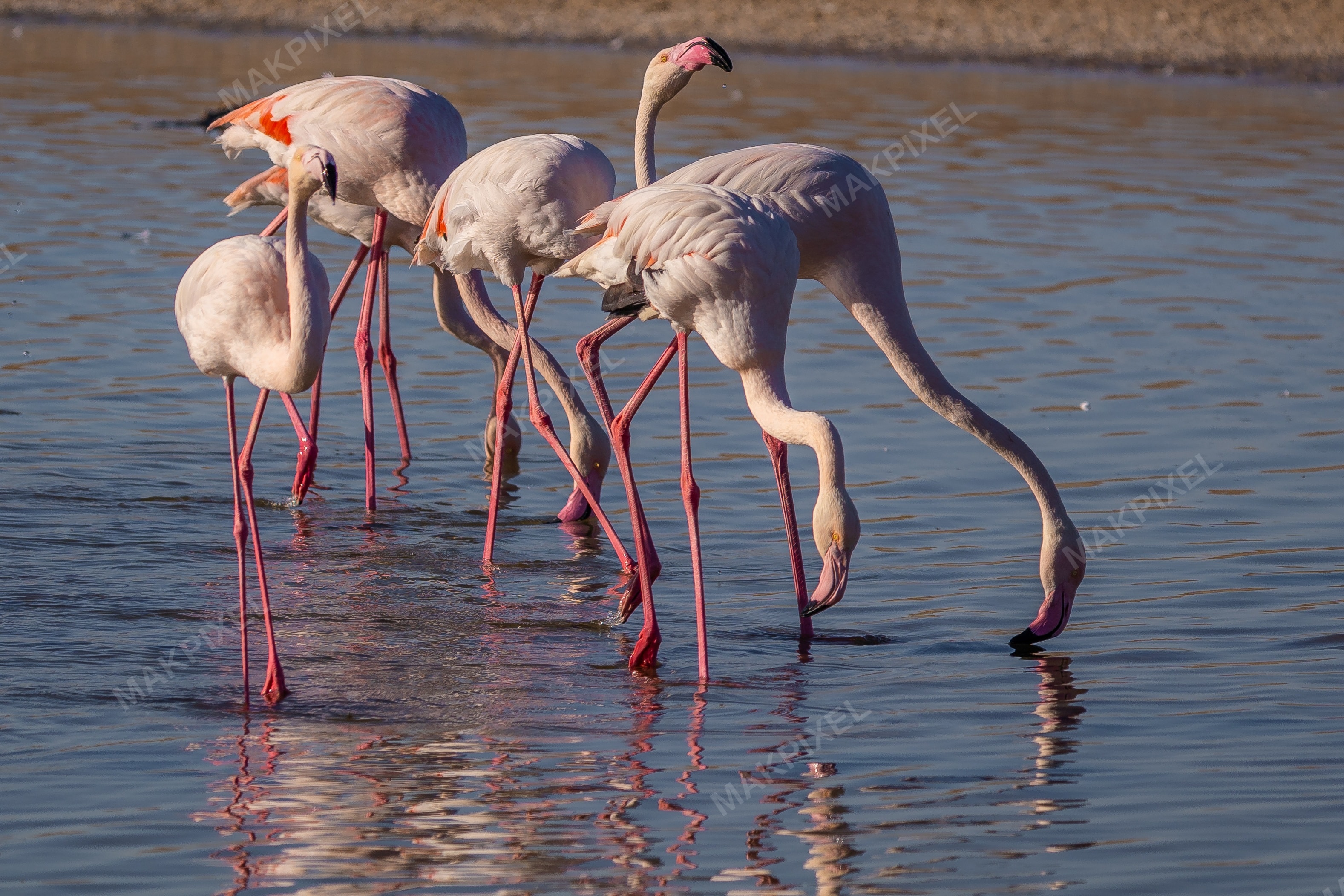 Flamingos Feeding Al Wathba Wetland Reserve | Closeup Flock - Full size view