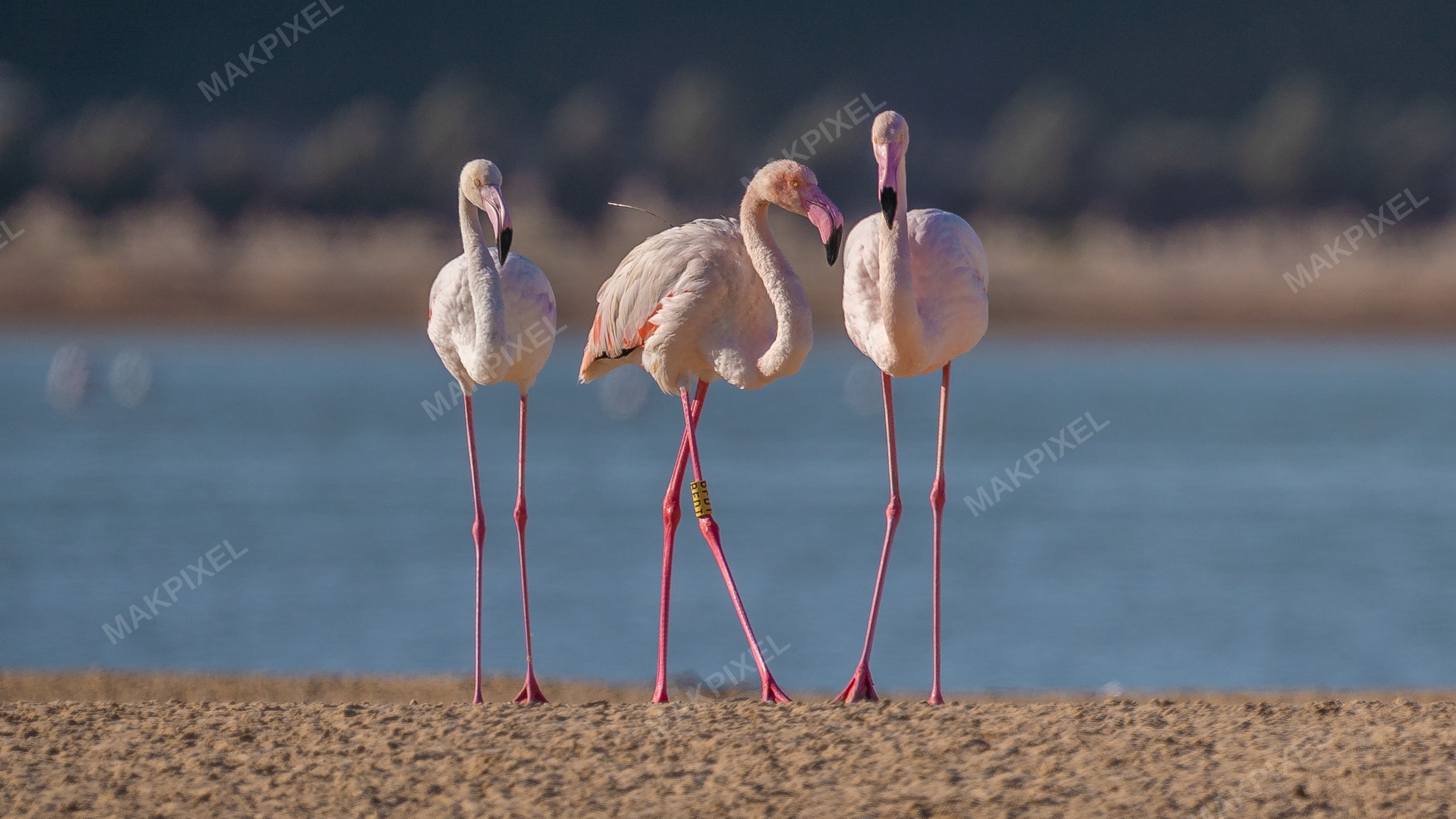 Flamingos Feeding Al Wathba Wetland Reserve | Closeup Flock - Full size view