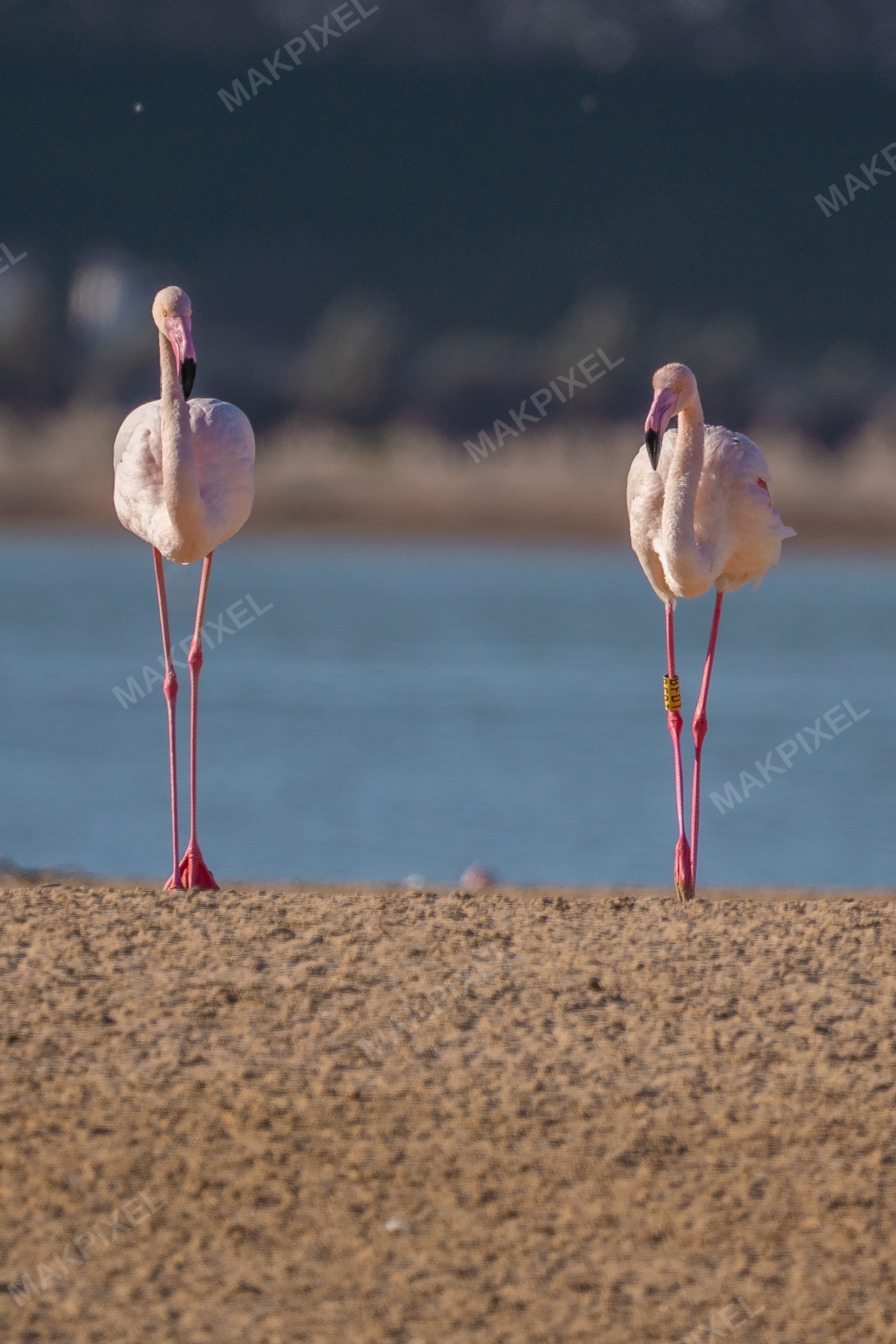 Flamingos Feeding Al Wathba Wetland Reserve | Closeup Flock - Full size view
