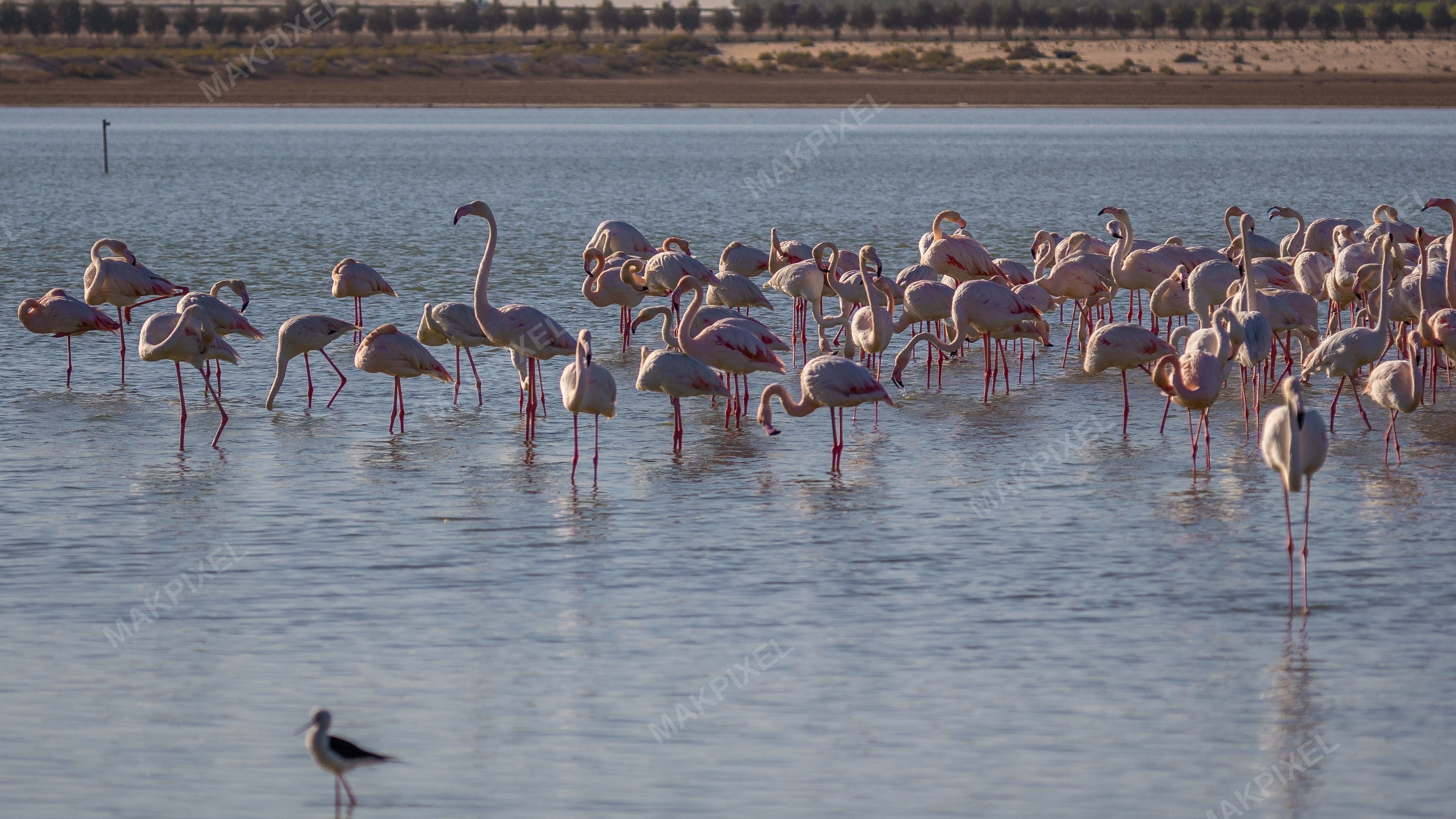 Flamingos Feeding Al Wathba Wetland Reserve | Closeup Flock - Full size view