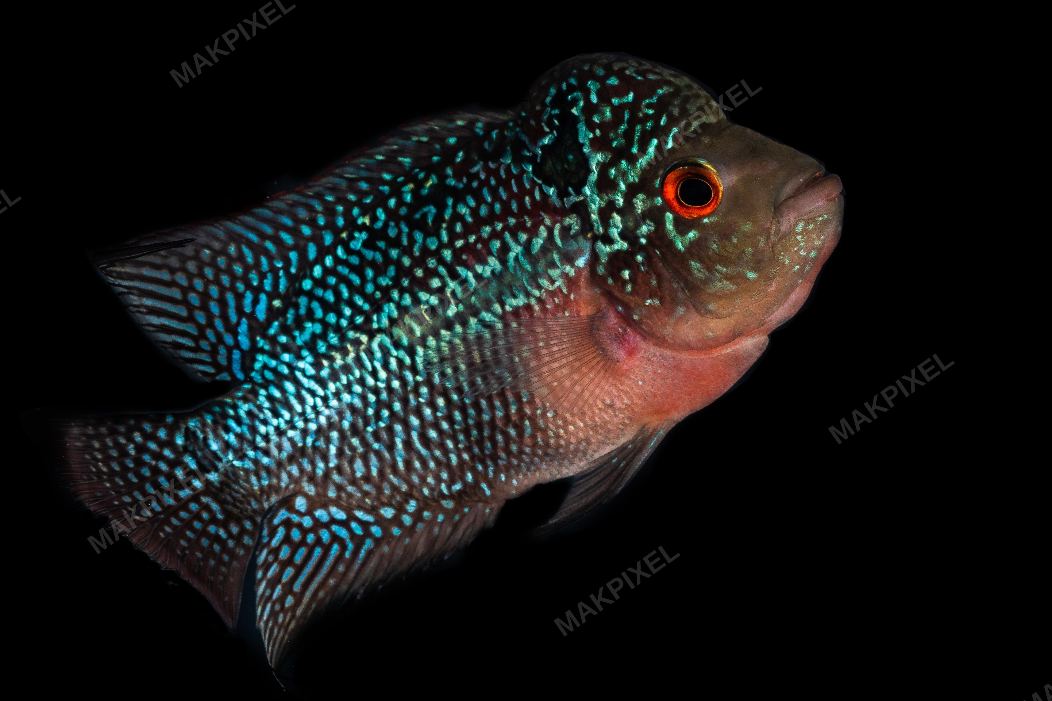 Flowerhorn Cichlid Fish Studio Portrait | Vibrant Aquarium Pet - Full size view
