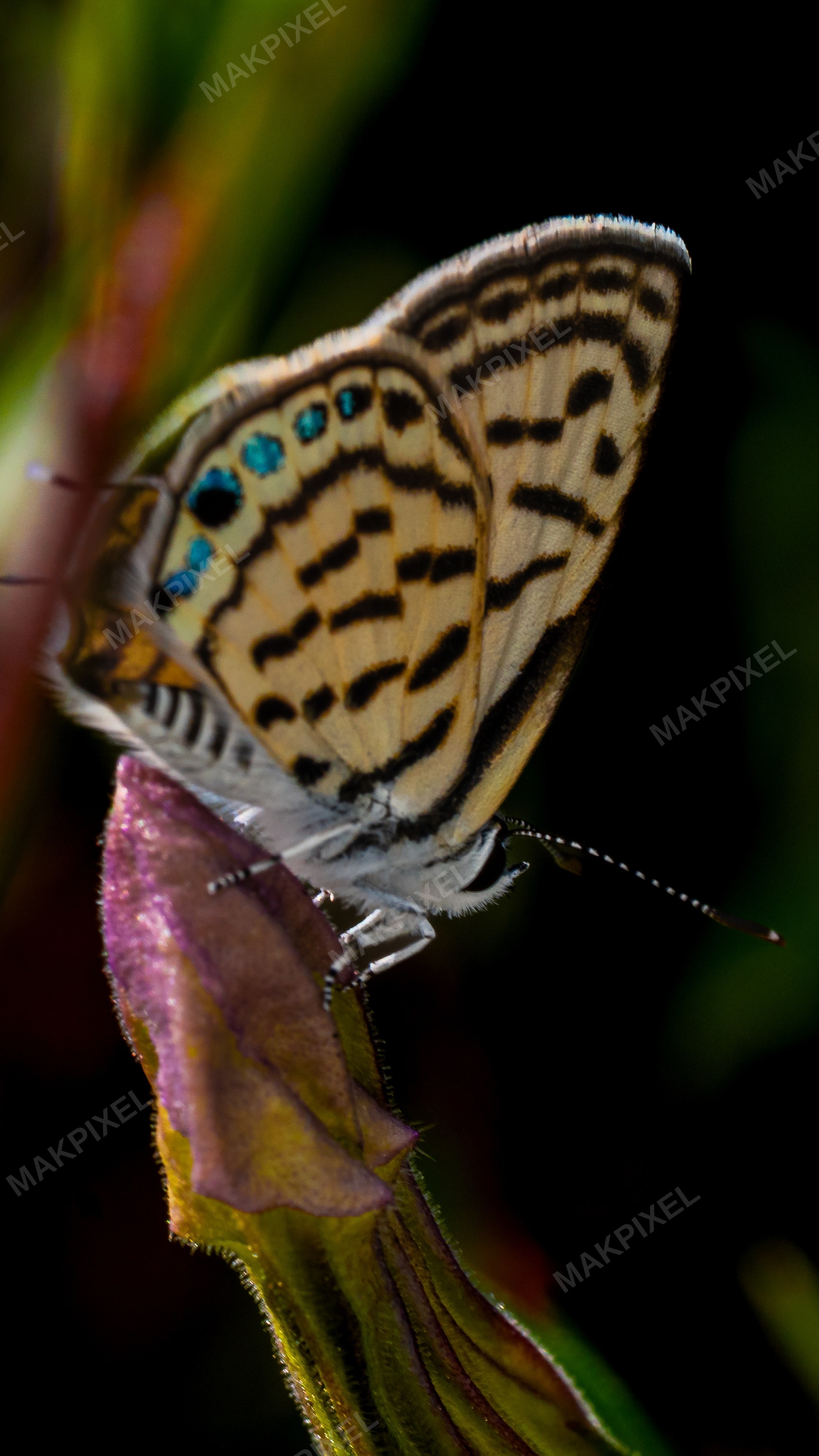 A7R03851.jpg Photography - Full size view