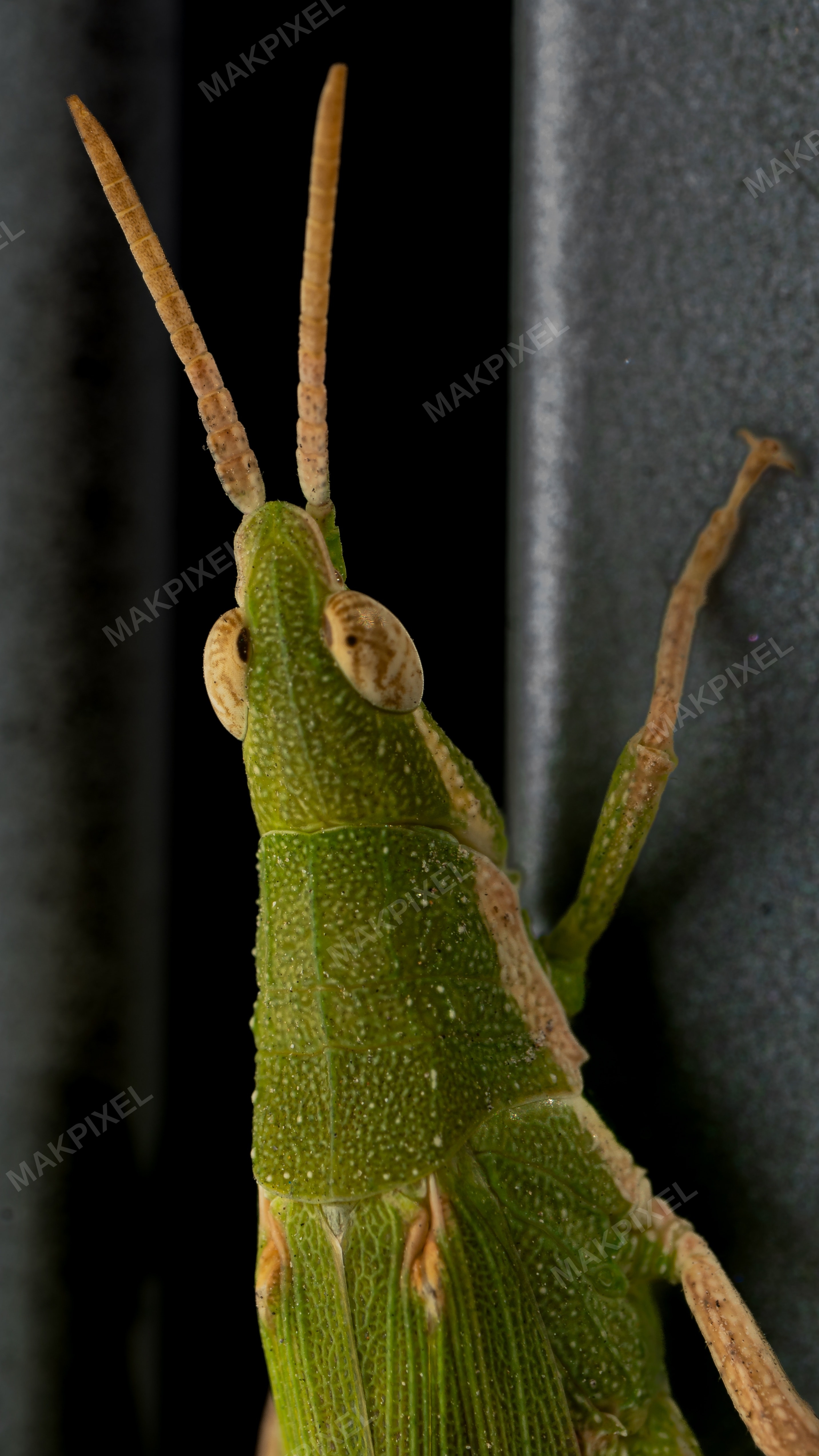 A7R03865.jpg Photography - Full size view