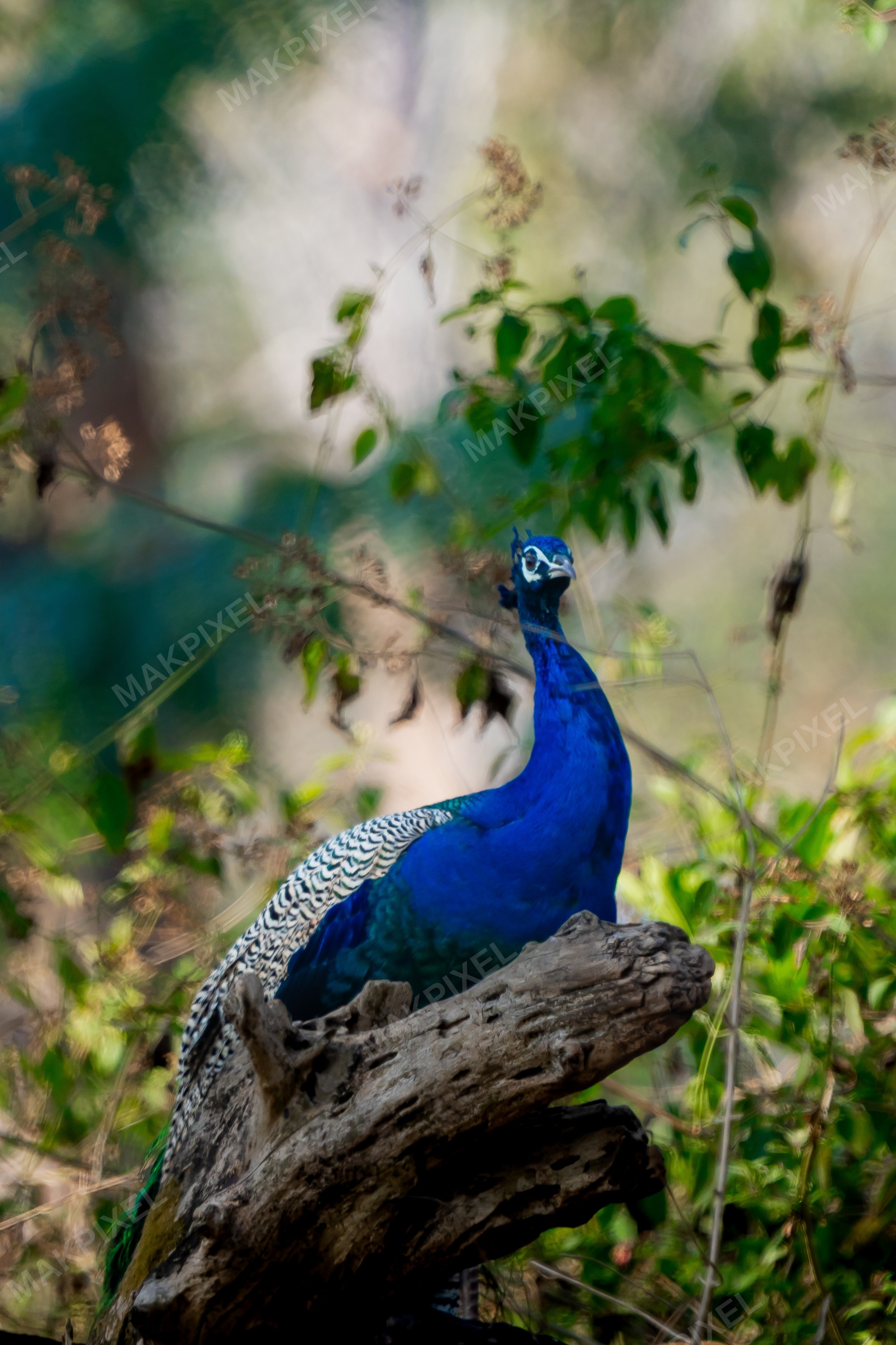 A7R01509.jpg Photography - Full size view