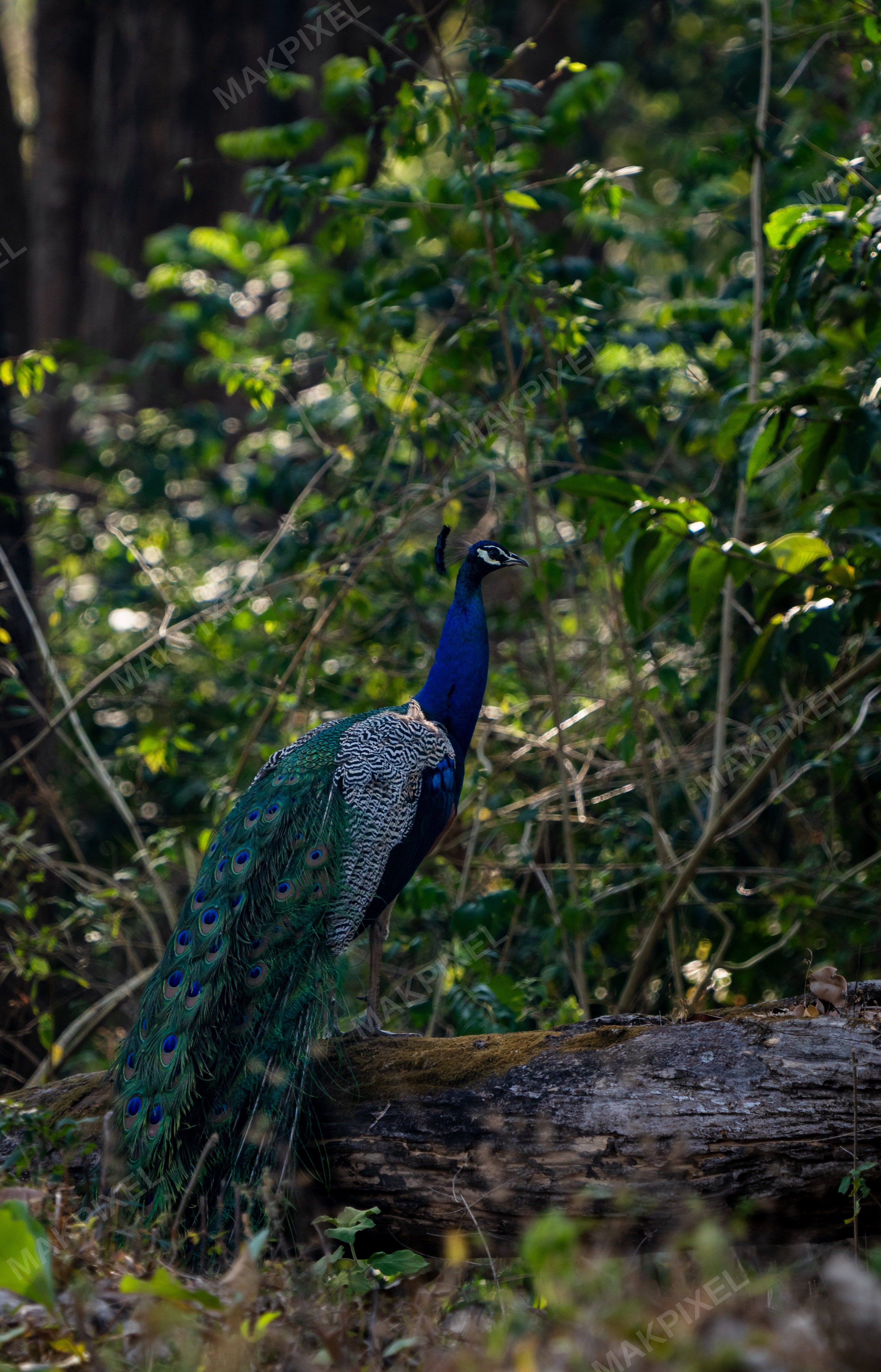 A7R01513.jpg Photography - Full size view