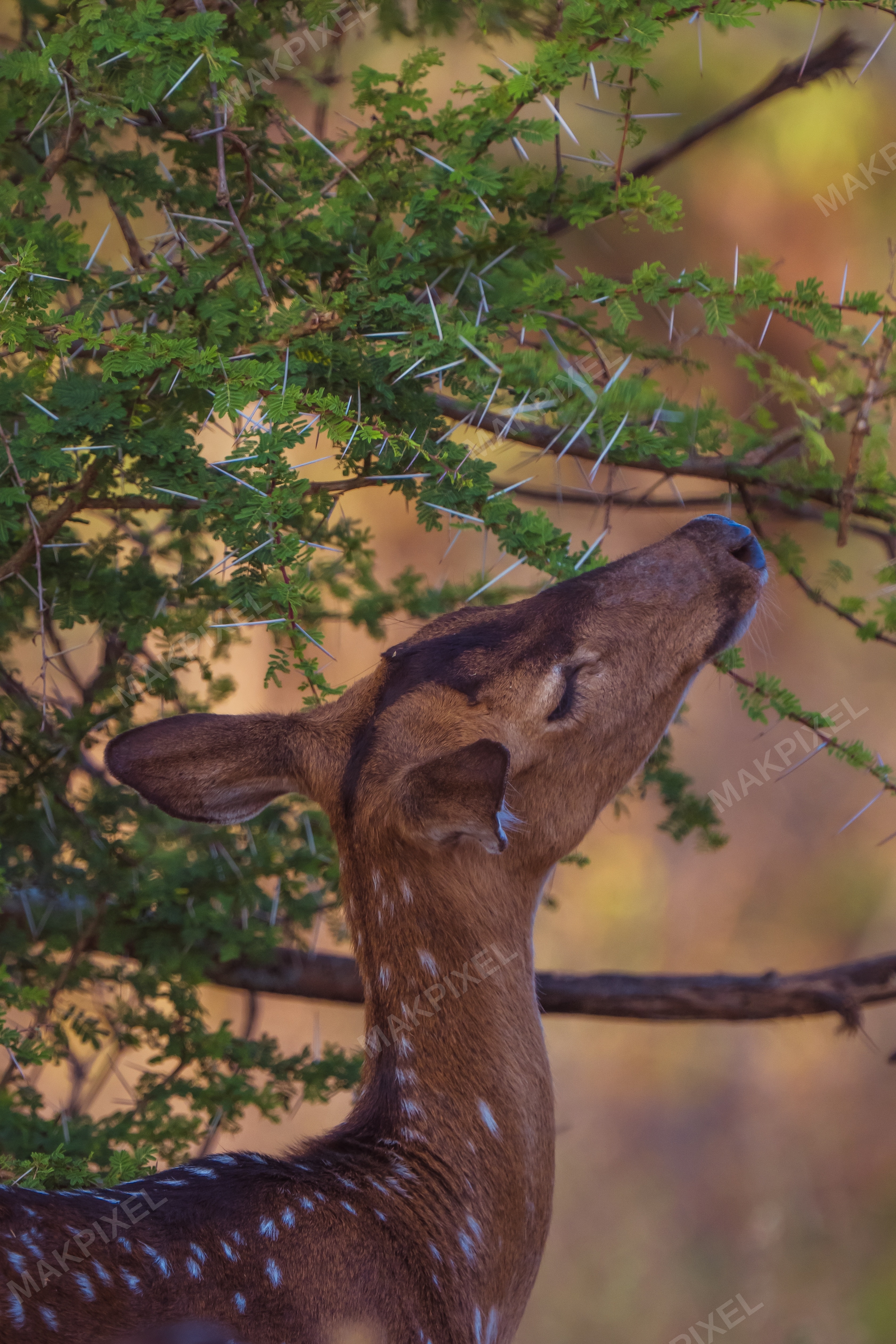 A7R01582-2.jpg Photography - Full size view