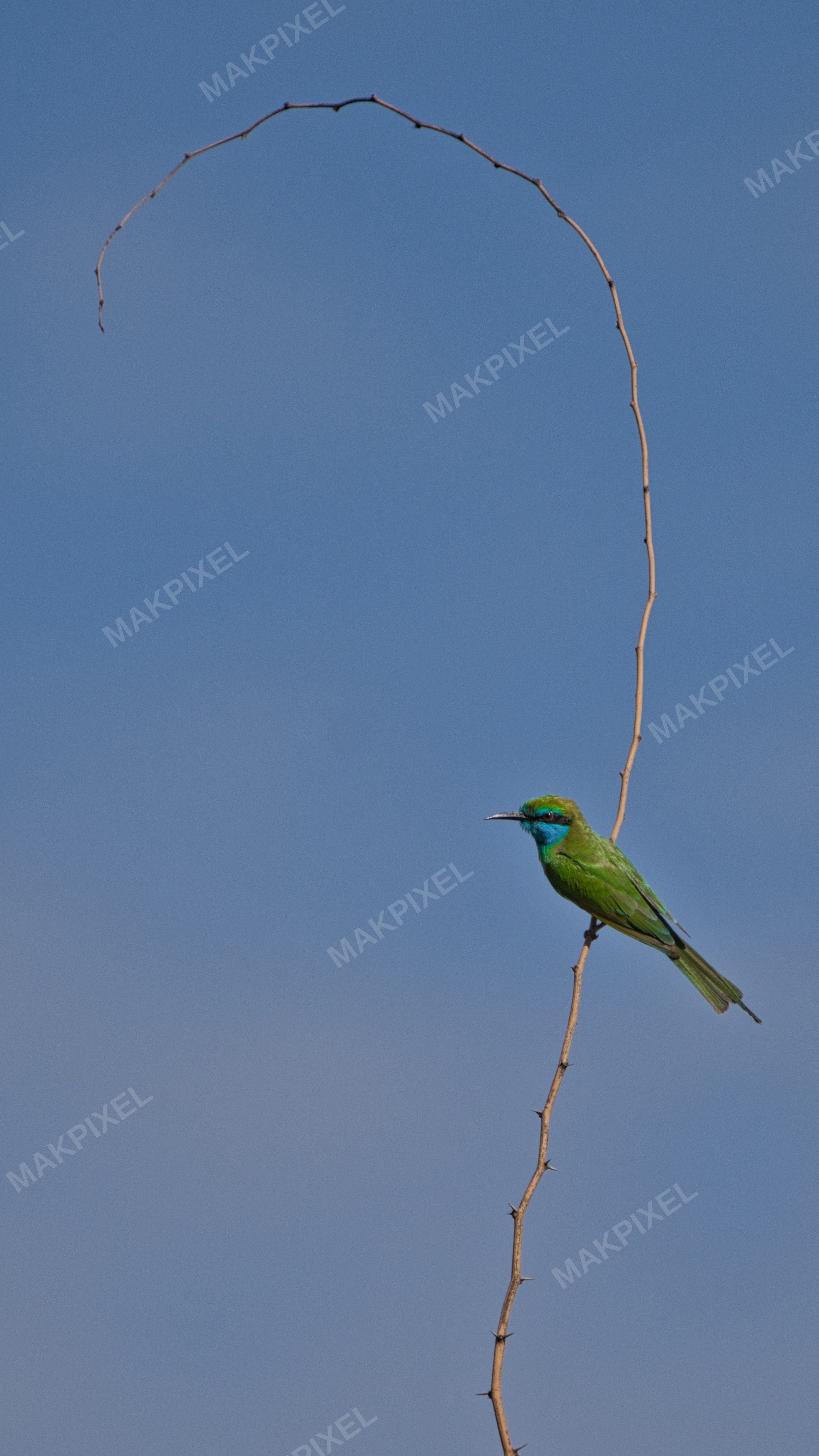 bird test one #1 - Full size view