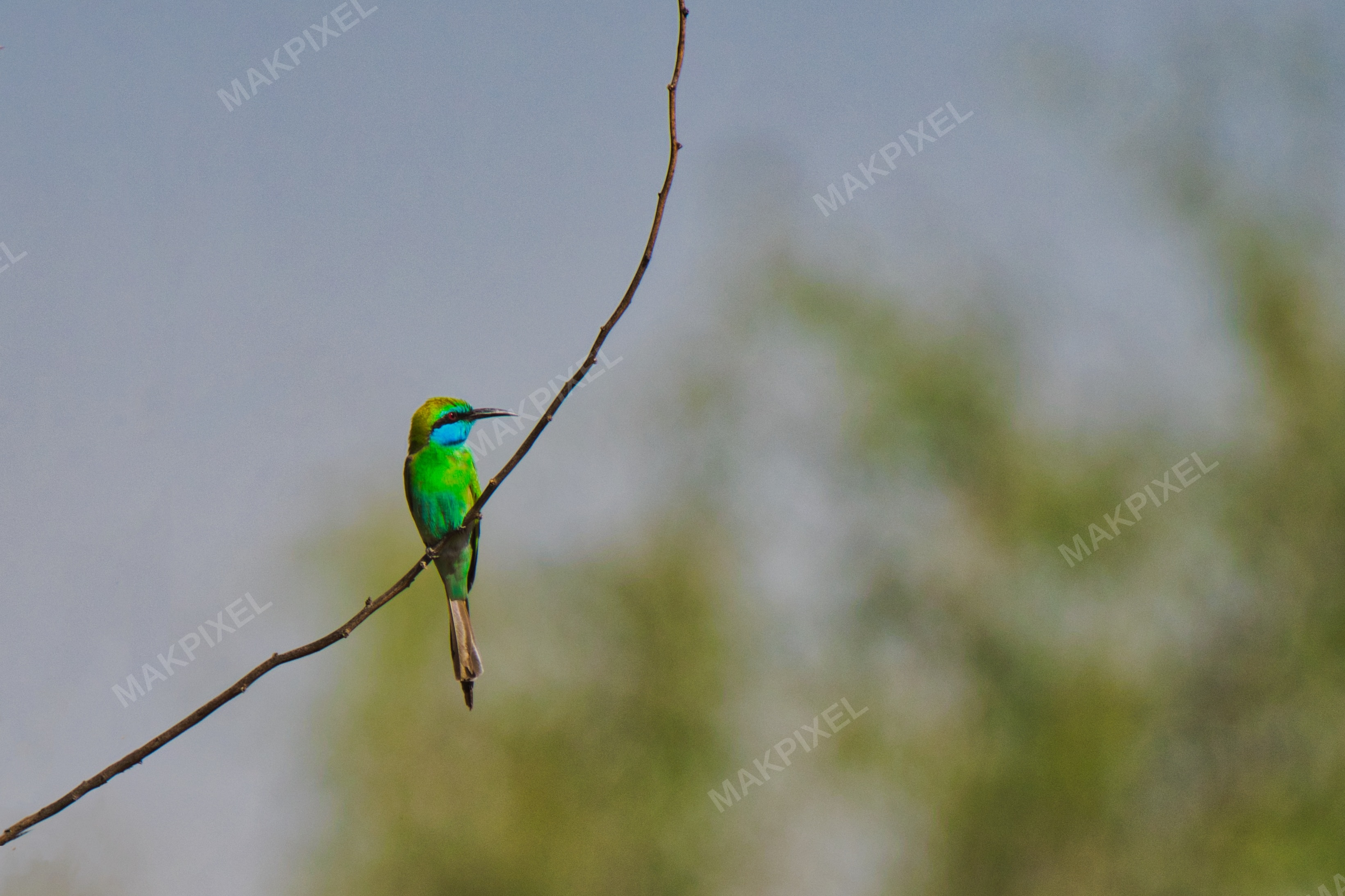 bird test one #2 - Full size view