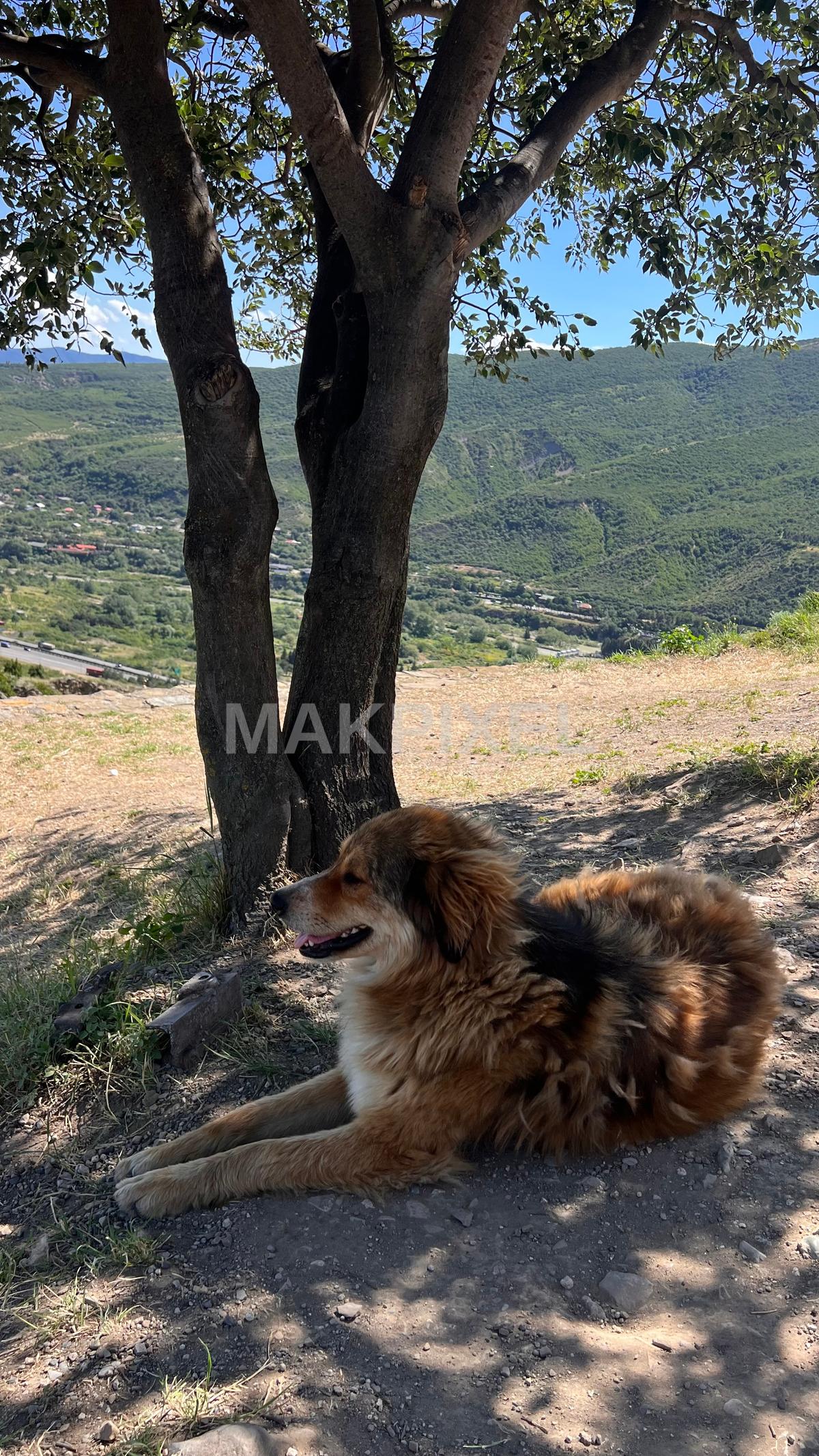 A dog sitting under a tree in a park-like setting with mo... - 2268×4032 stock photo