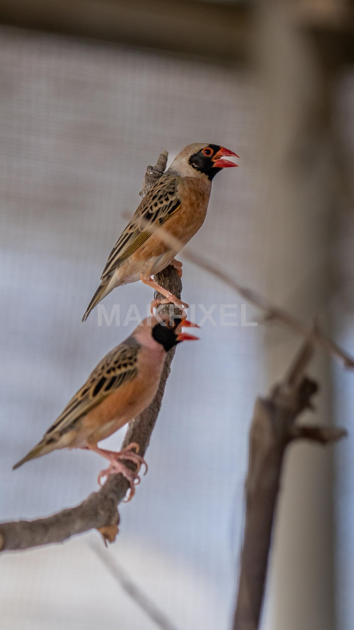 Professional Two Birds Sitting Wildlife Photography Stock Ph - 2470×4392 stock photo