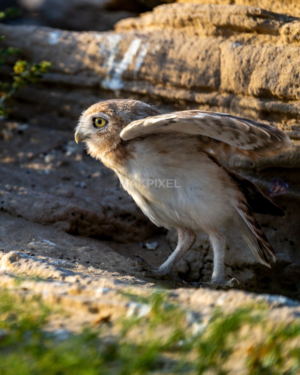 Burrowing Owl Perched on Rock, UAE – Wildlife Portrait - 5069×6336 stock photo