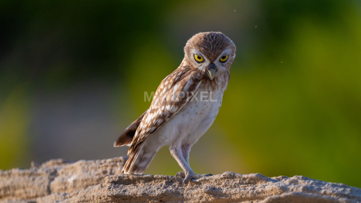 Rock Bird Perched Rock. Bird Appears Owl, Characterized - 8396×4723 stock photo