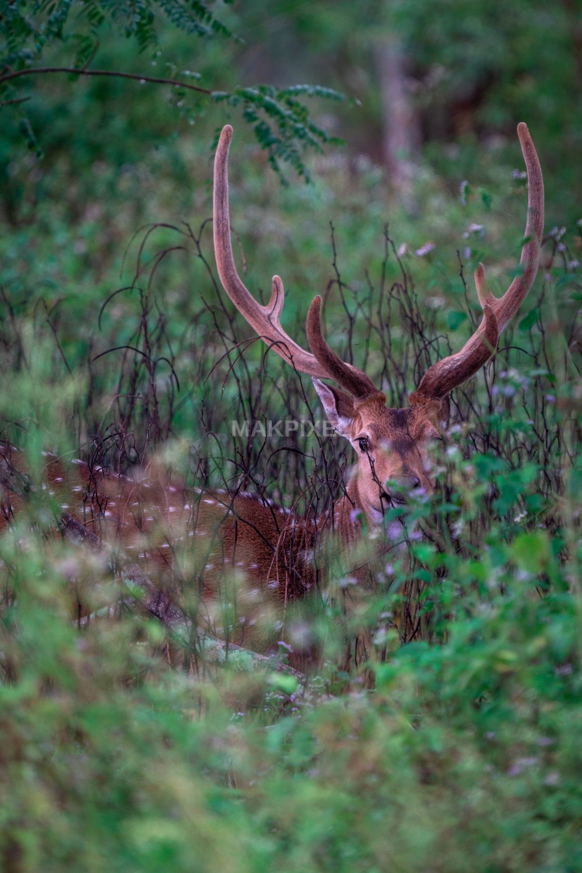 Camouflaged Spotted Deer in Forest, Masinagudi Mudumalai - 3592×5388 stock photo