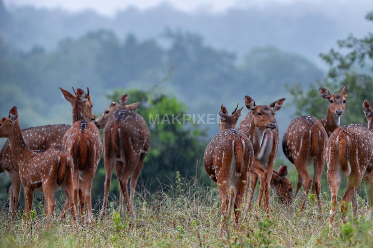 Herd of Spotted Deer Grazing in Rain, Masinagudi Mudumalai - 4672×3115 stock photo